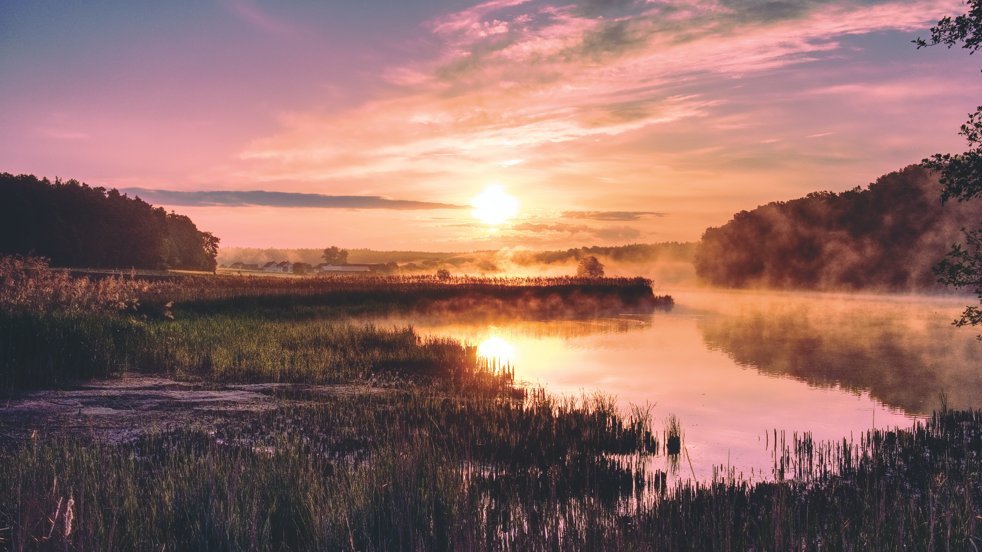 Sunrise over a misty lake with reeds and trees in Germany HD Wallpaper