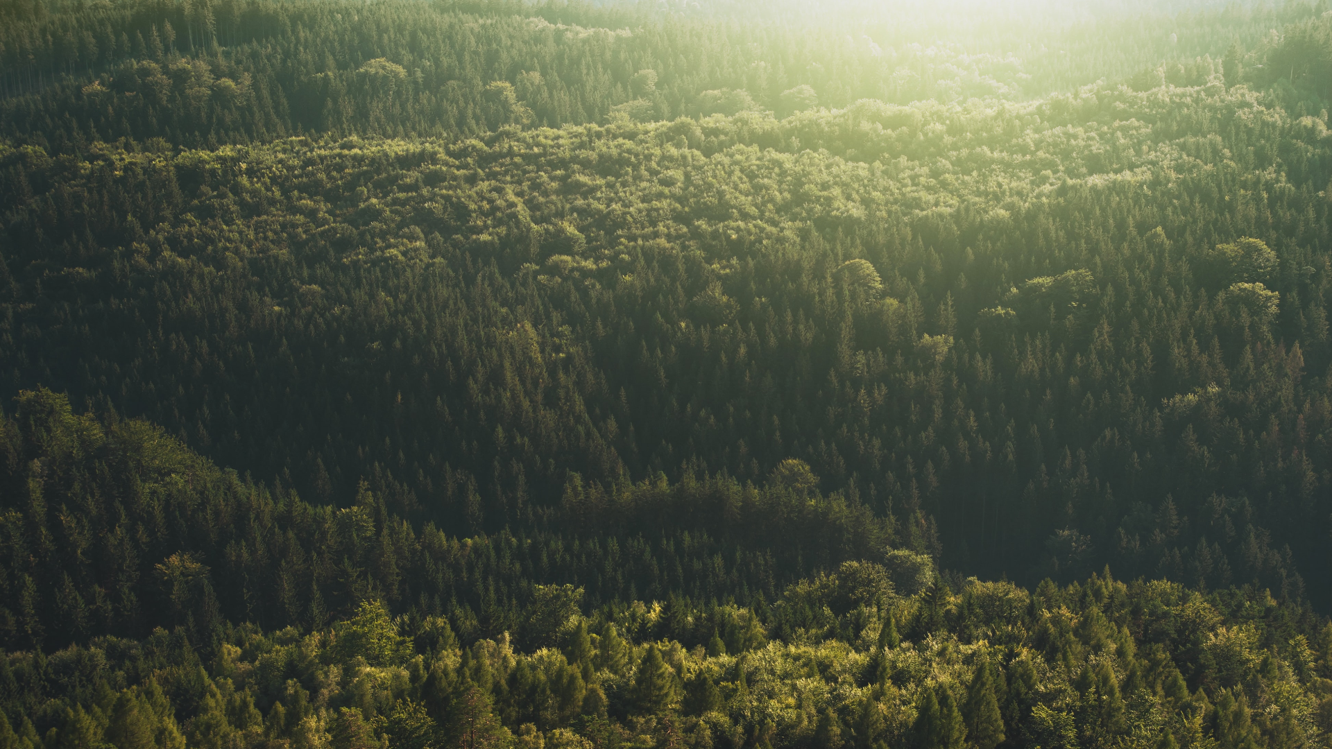 Aerial view of a forest in the Czech Republic at sunrise HD Wallpaper