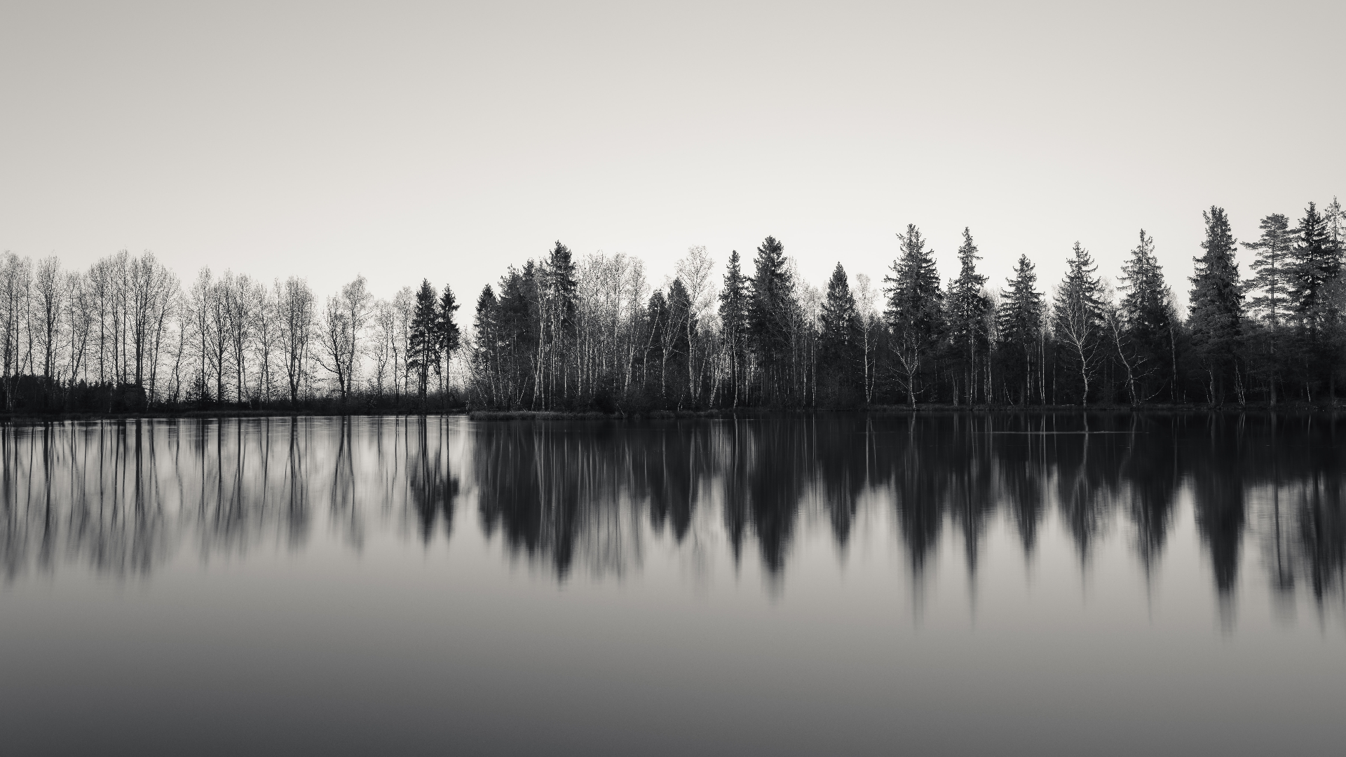 Monochrome landscape of trees reflected in a lake HD Wallpaper