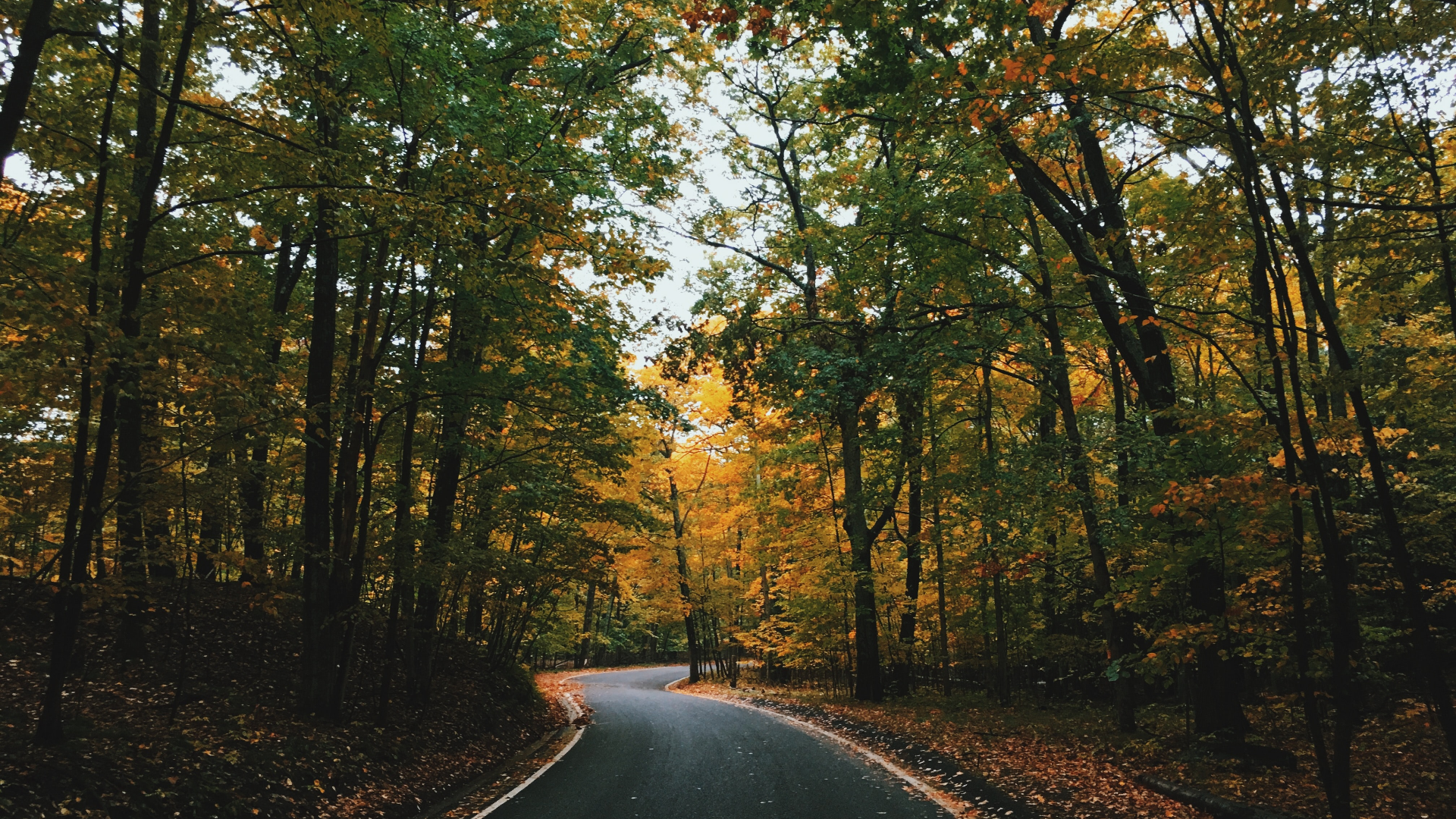 Road through an autumn forest in Michigan HD Wallpaper