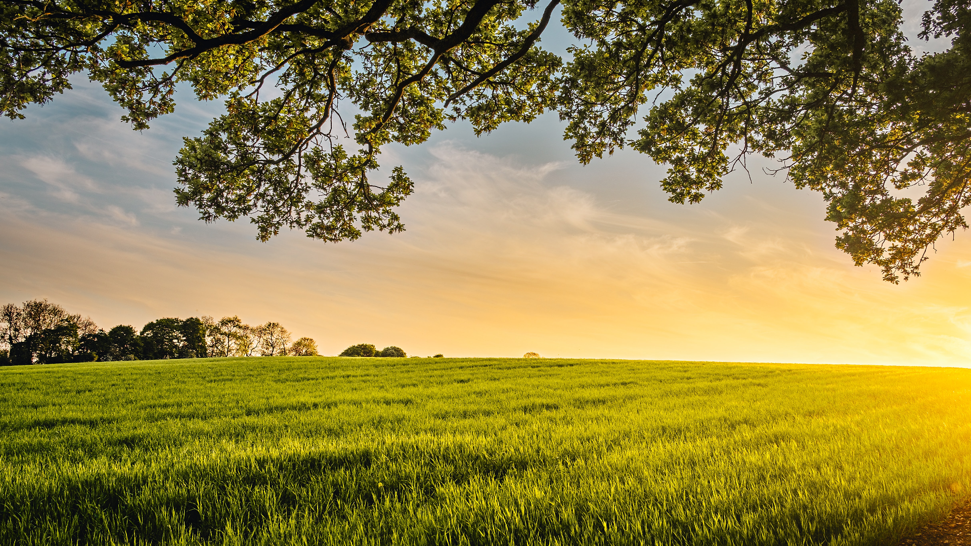 Green field under a sunrise sky with oak branches HD Wallpaper