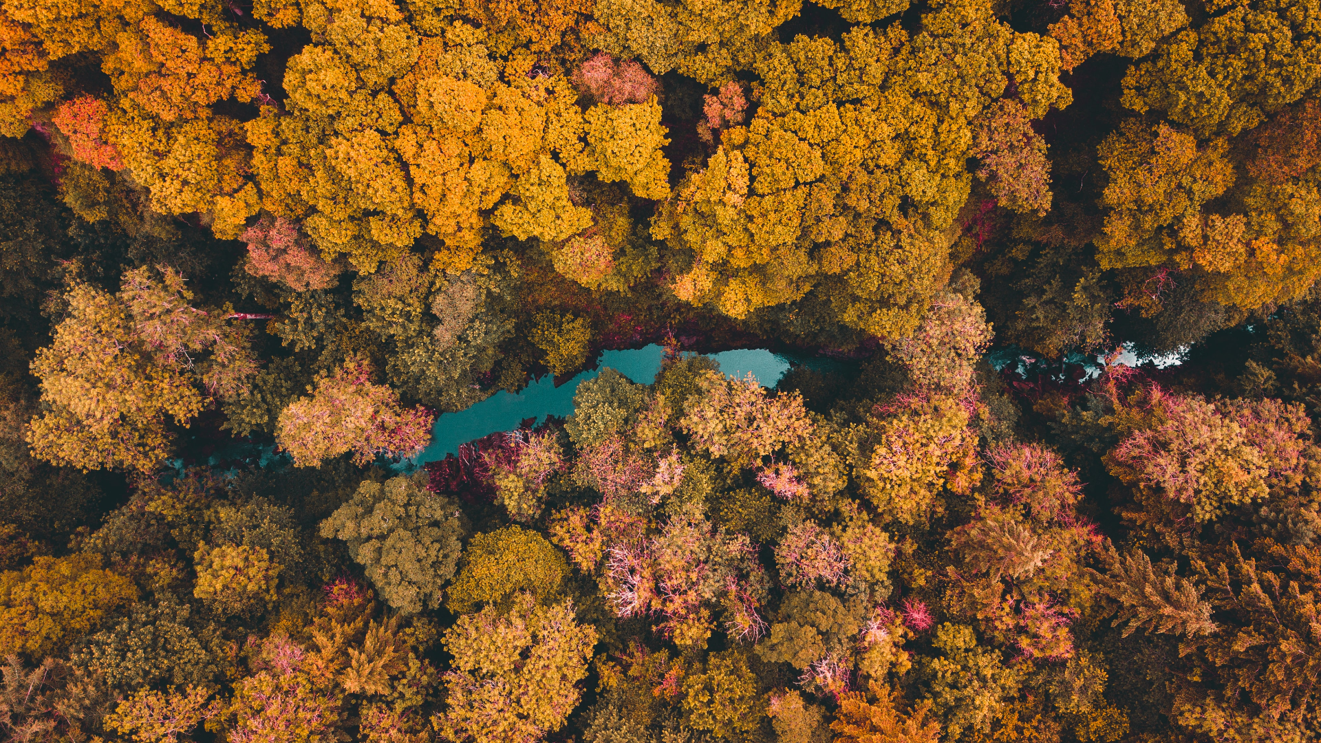 Aerial view of a river flowing through an autumn forest HD Wallpaper