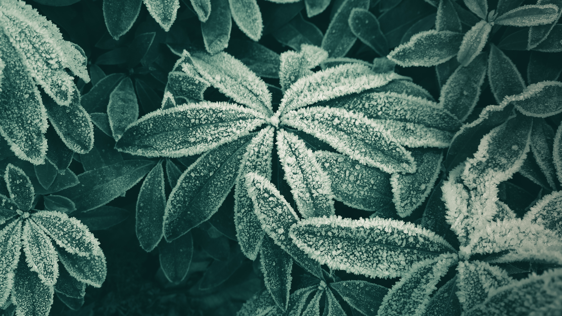 Macro shot of frosted leaves in winter HD Wallpaper