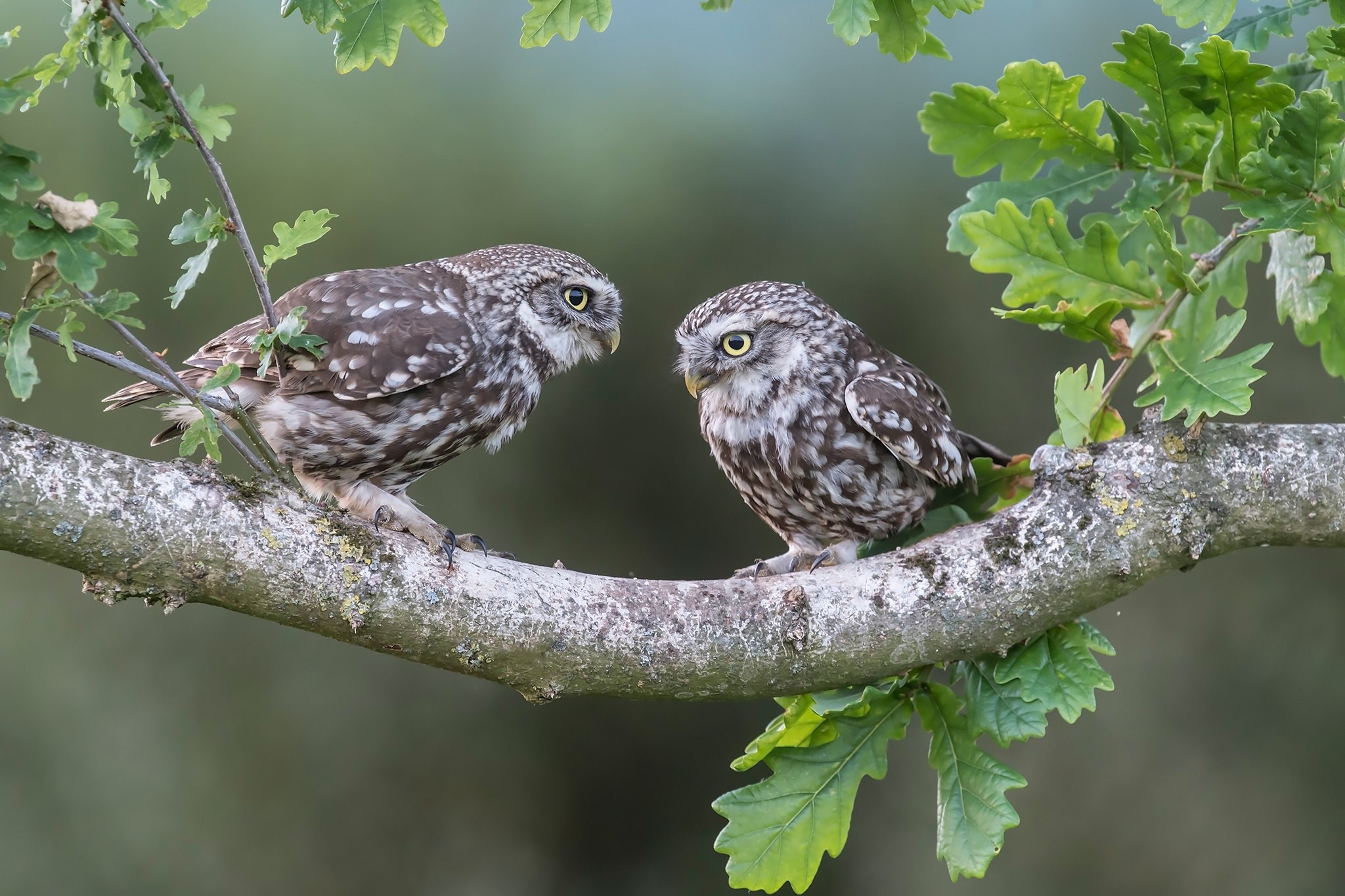 Two little owls perched on a tree branch HD Wallpaper