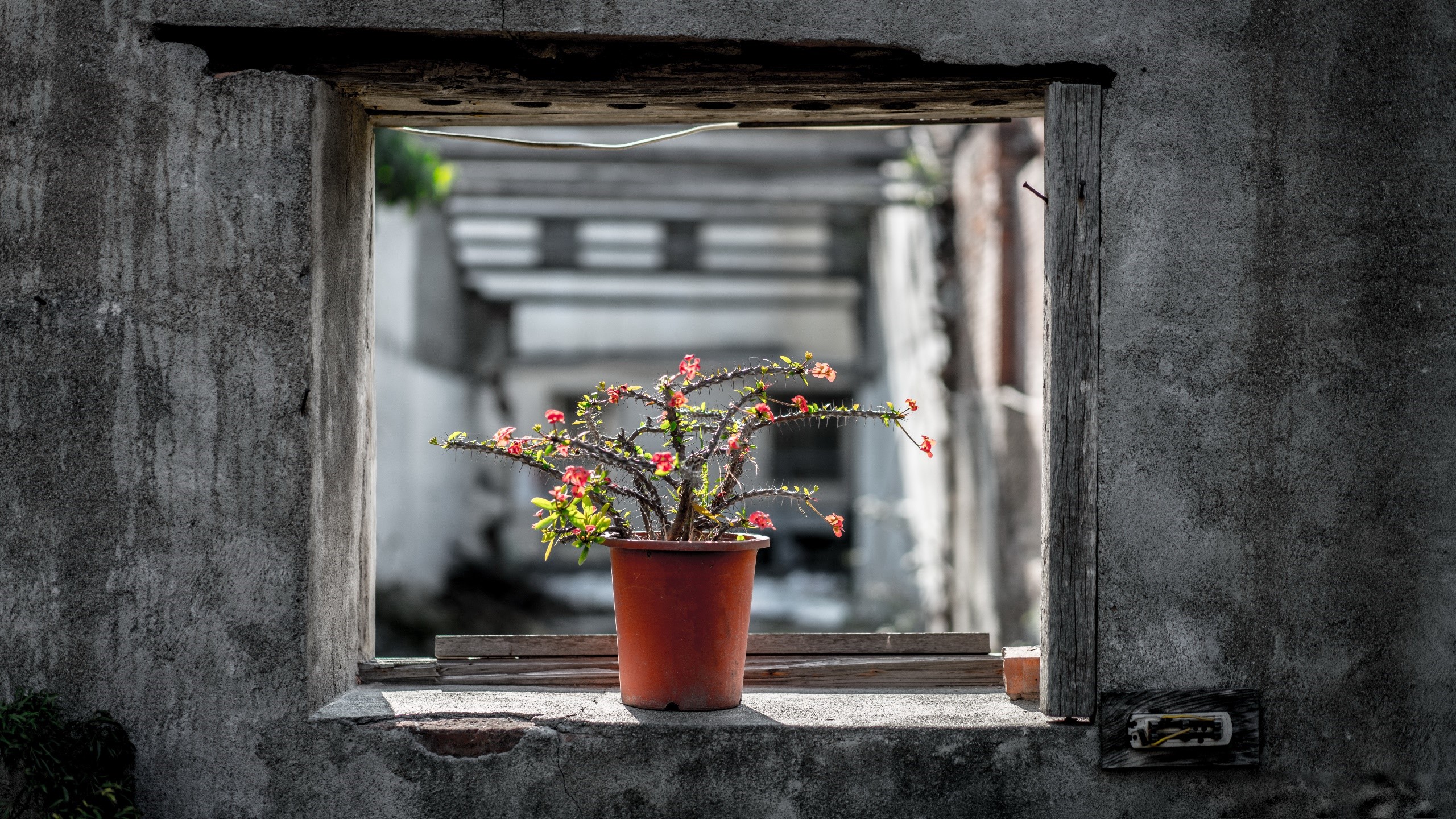 Potted flowering plant in a ruined window HD Wallpaper