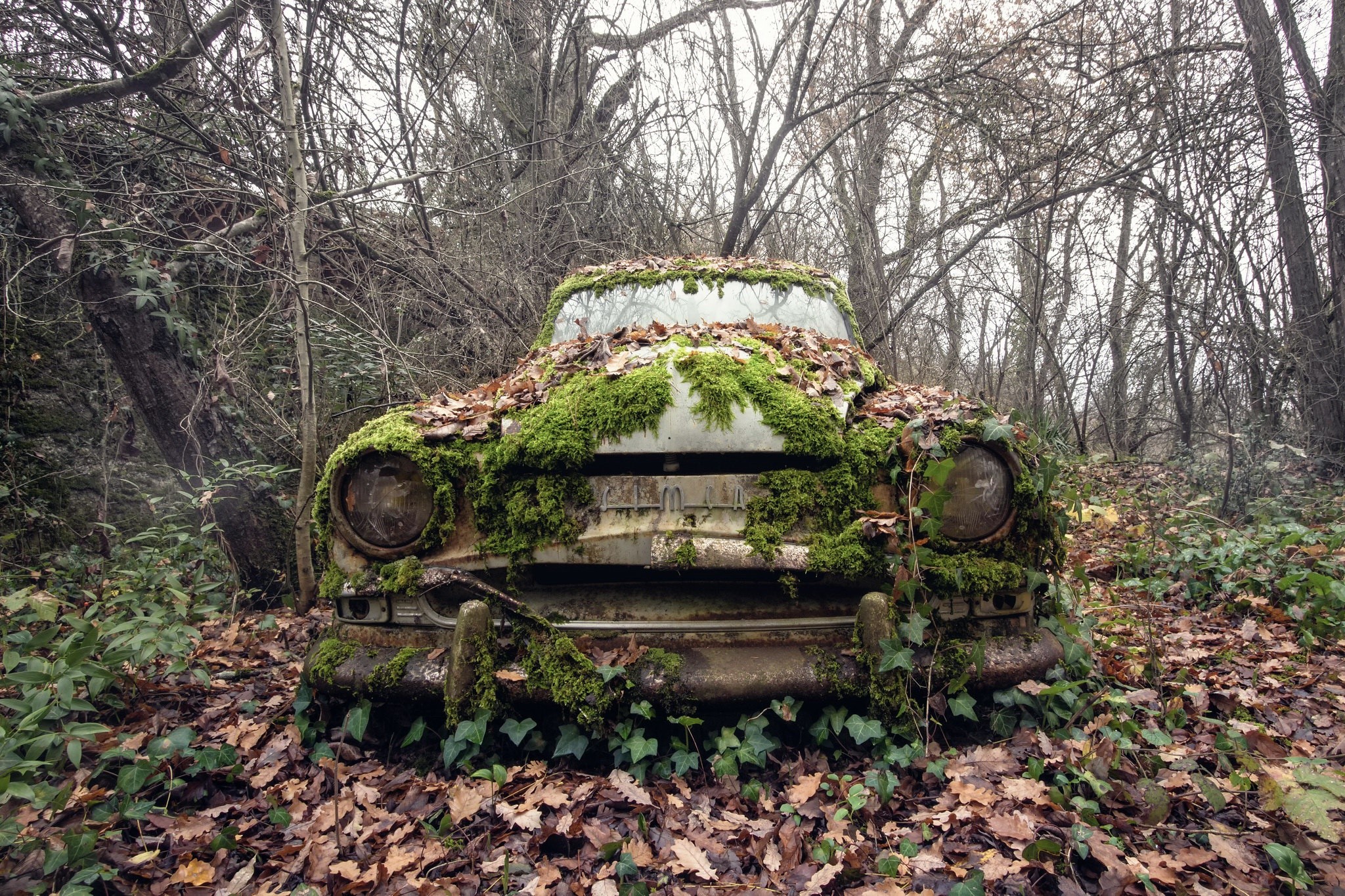 Abandoned car covered in moss and leaves in a forest HD Wallpaper