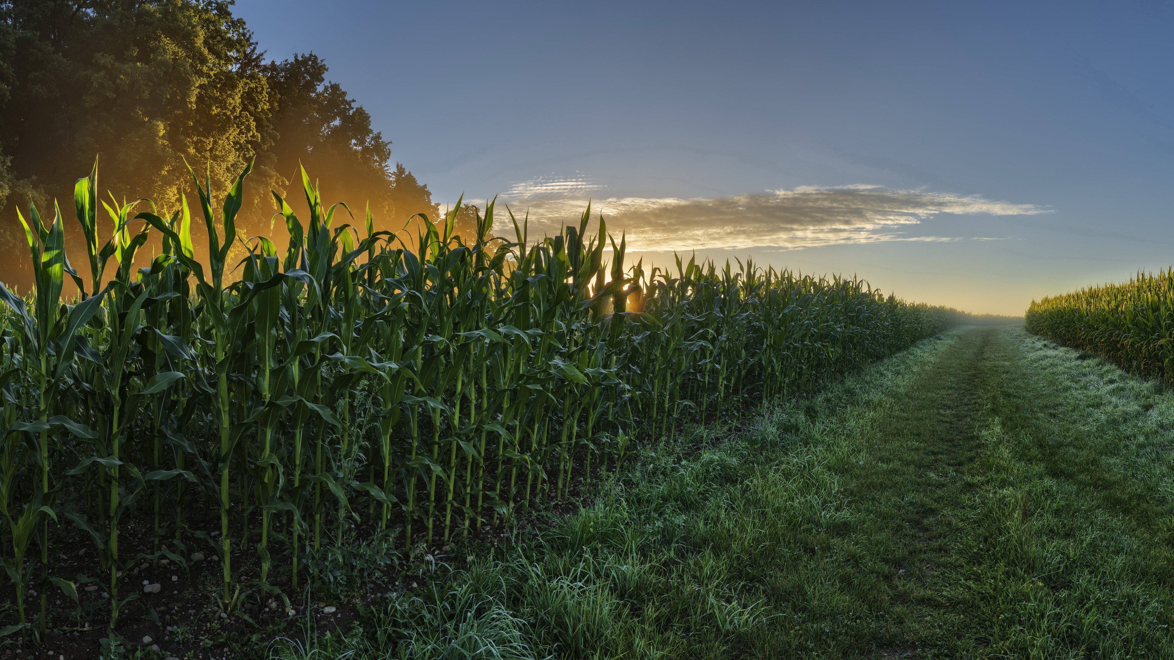 Cornfield at sunrise with a path HD Wallpaper