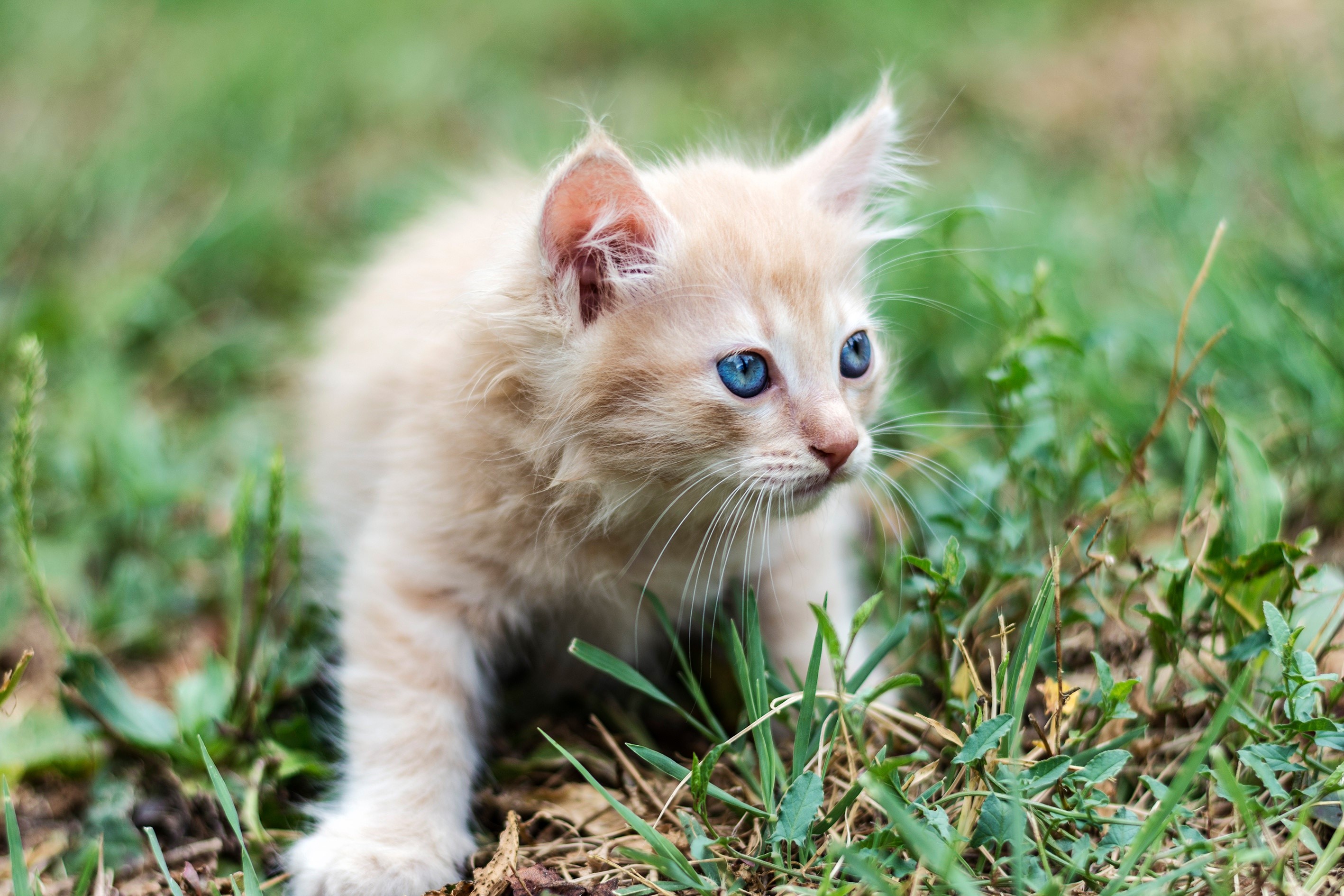 A fluffy kitten with blue eyes in the grass HD Wallpaper