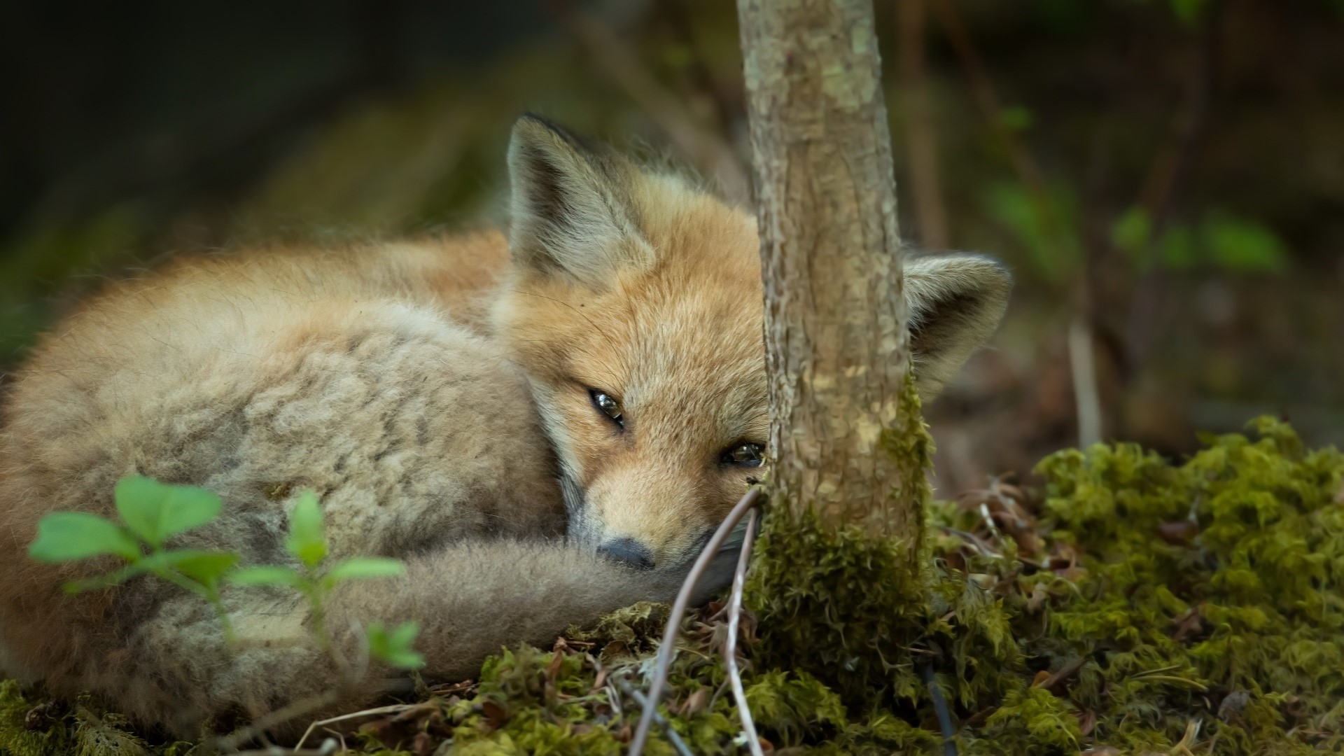 A young fox rests near a tree in a forest HD Wallpaper