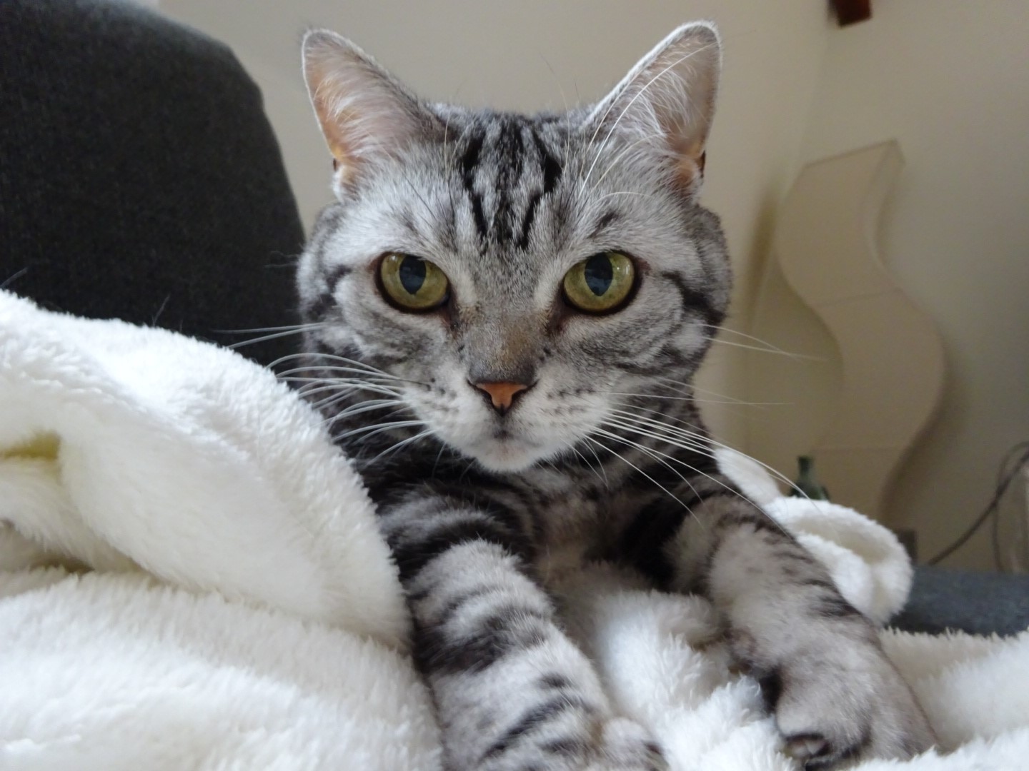 A tabby cat resting on a white blanket HD Wallpaper