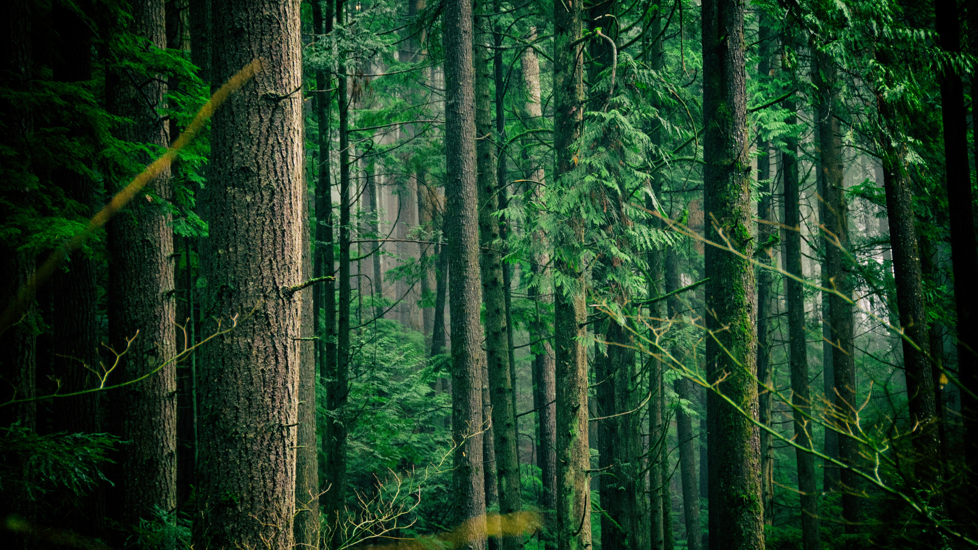 Dense forest with tall trees and green foliage HD Wallpaper