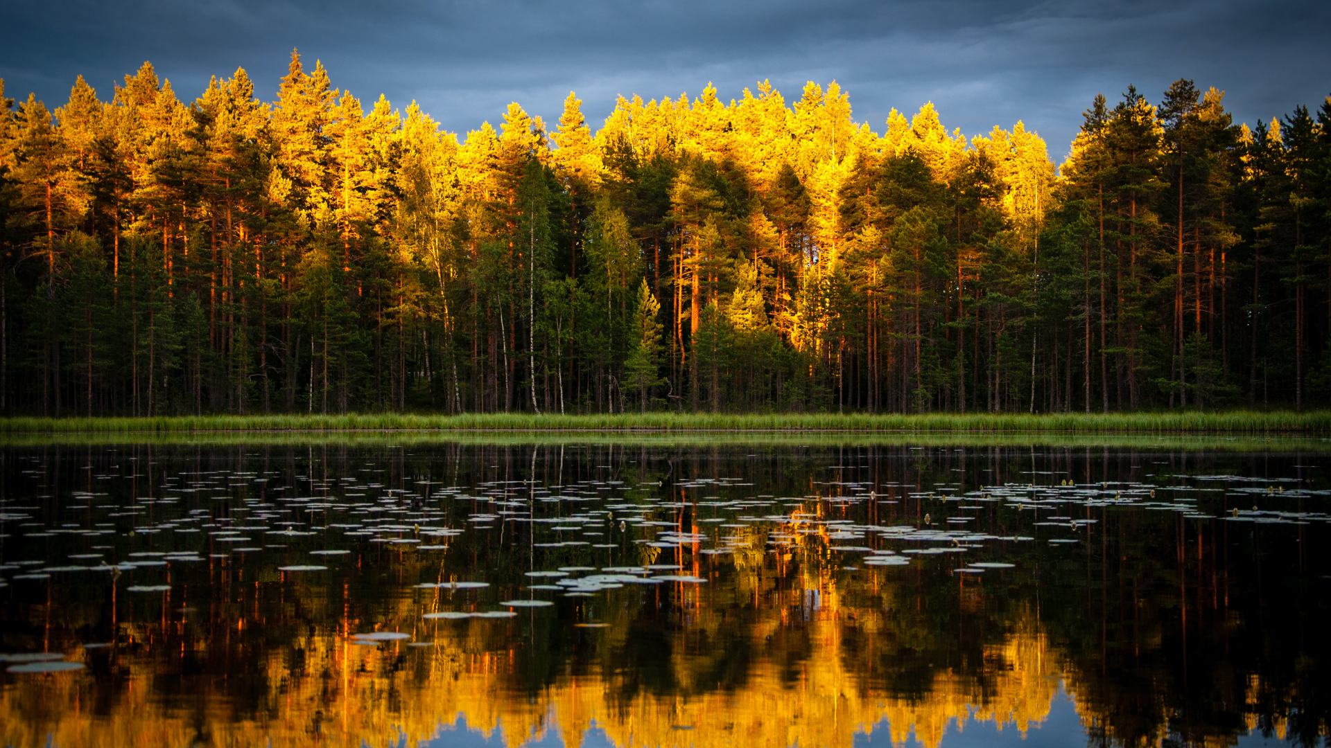 Golden forest reflected in a calm lake at sunset HD Wallpaper