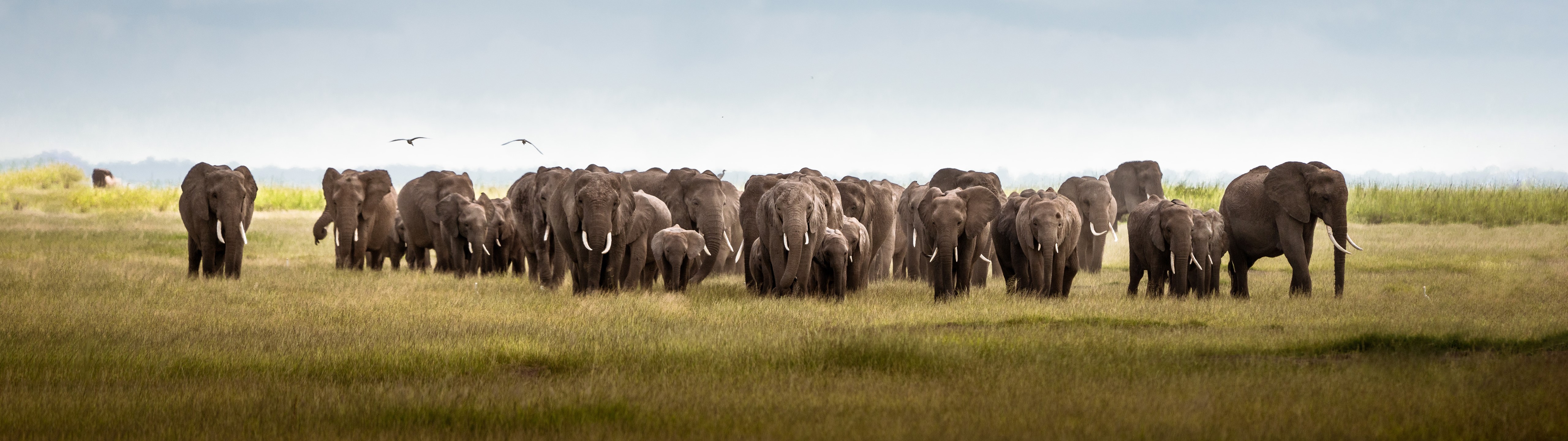 Herd of elephants in Kenya HD Wallpaper