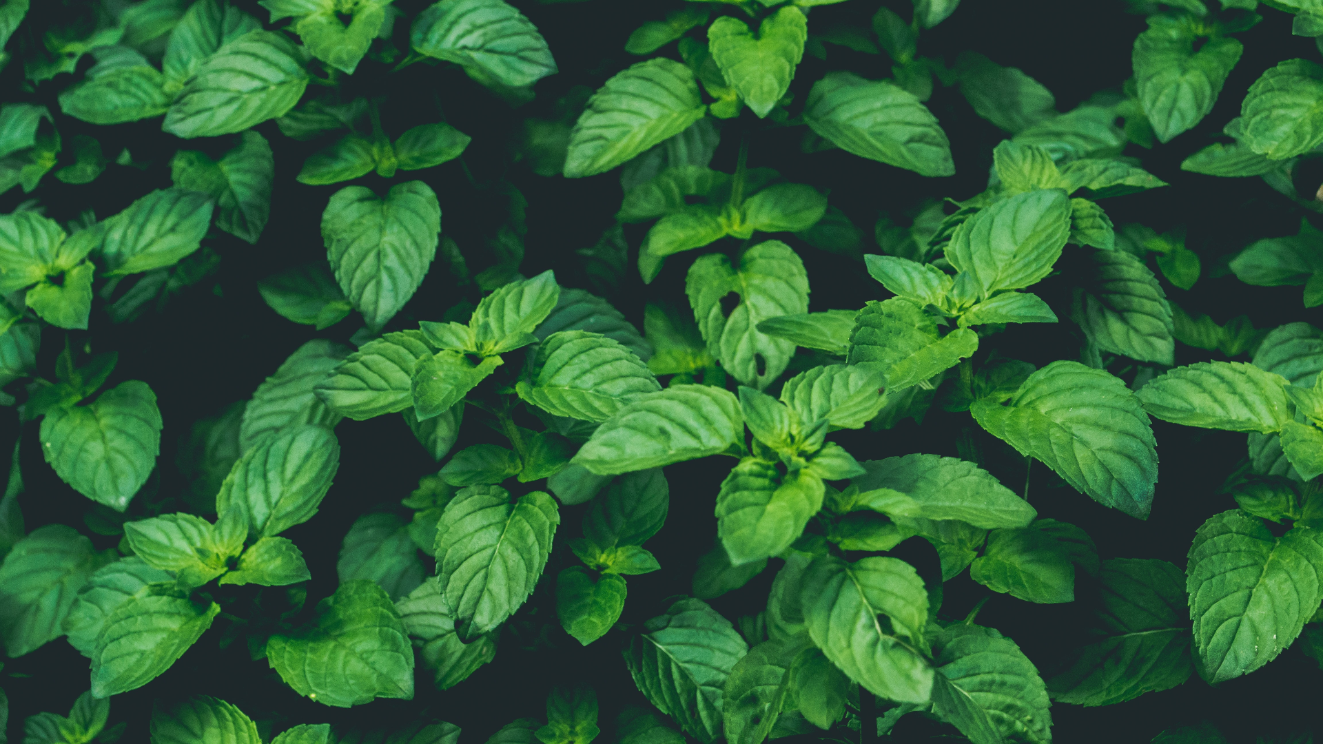 Close-up of green mint leaves with shallow depth of field HD Wallpaper