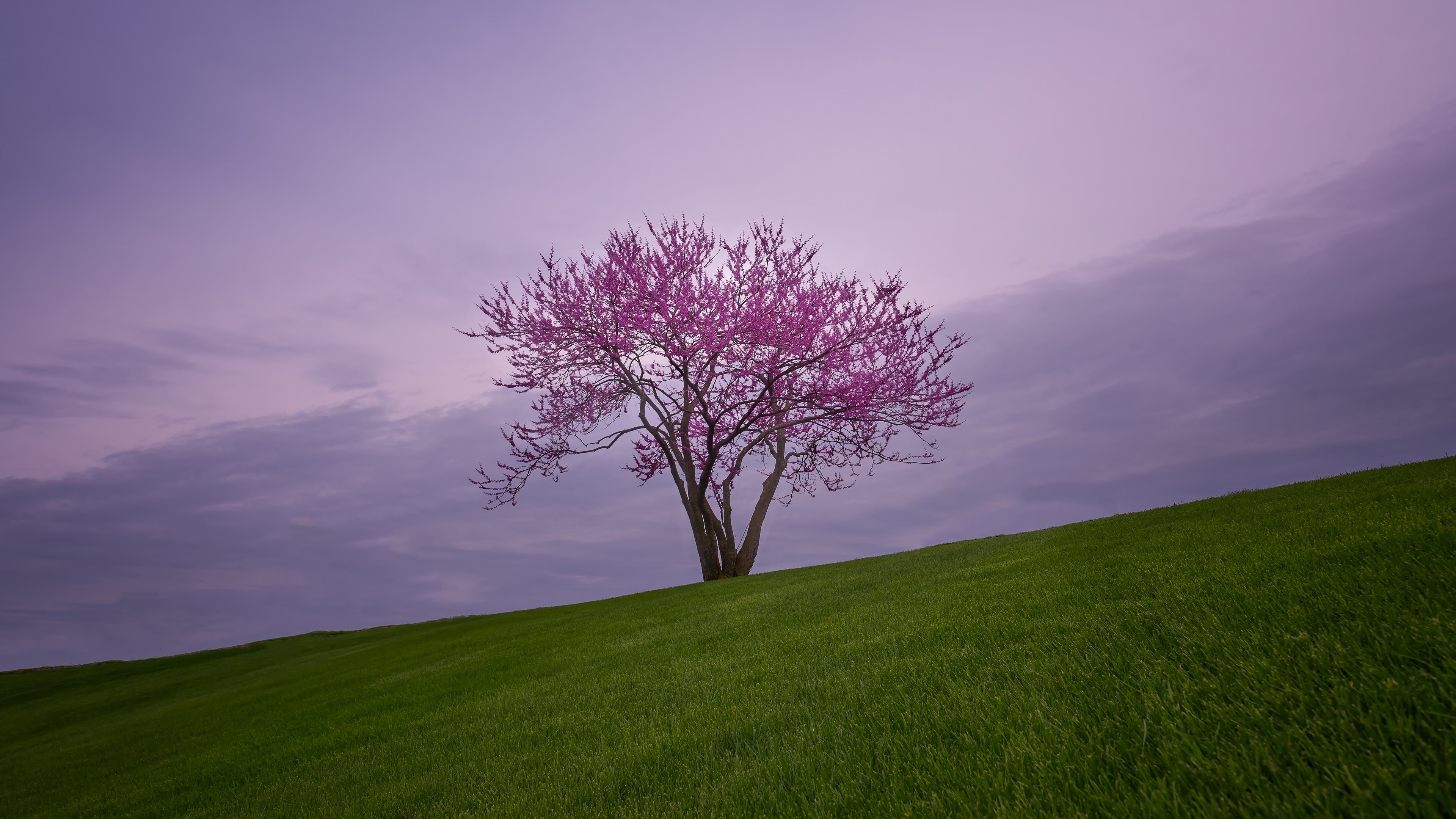 Tree with pink blossoms on a grassy hill HD Wallpaper