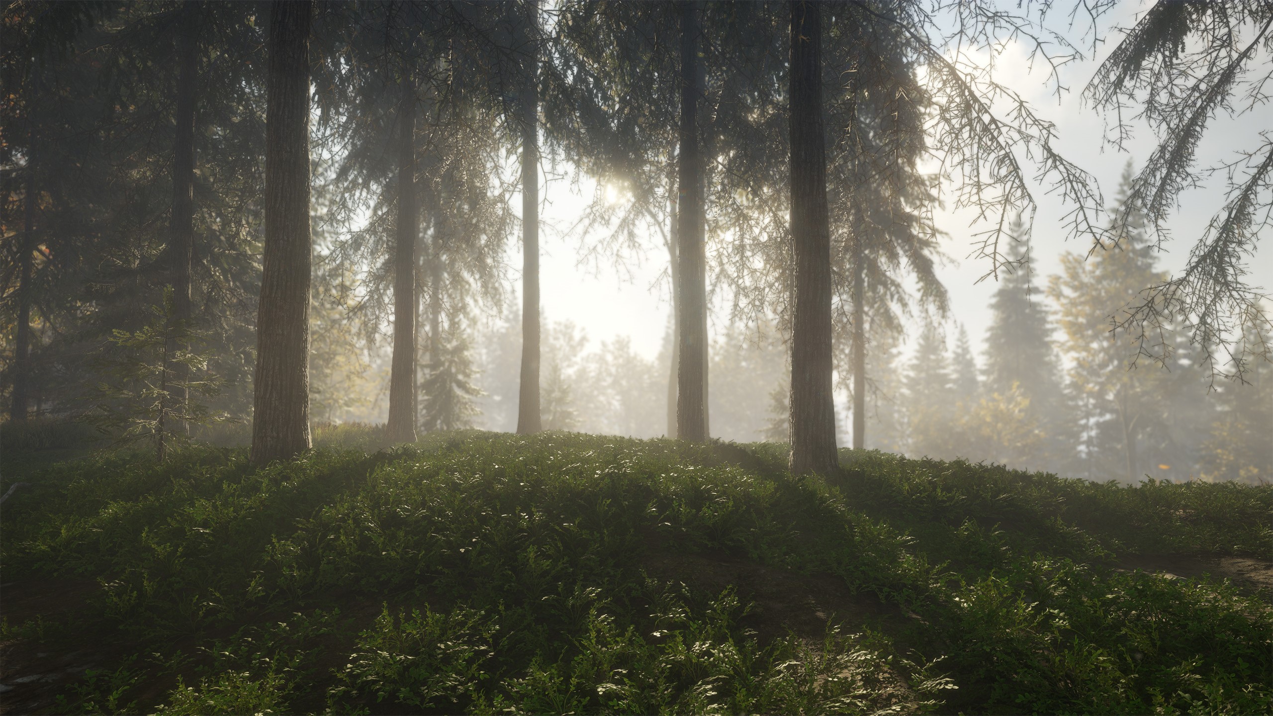 TheHunter: Call of the Wild forest scene HD Wallpaper