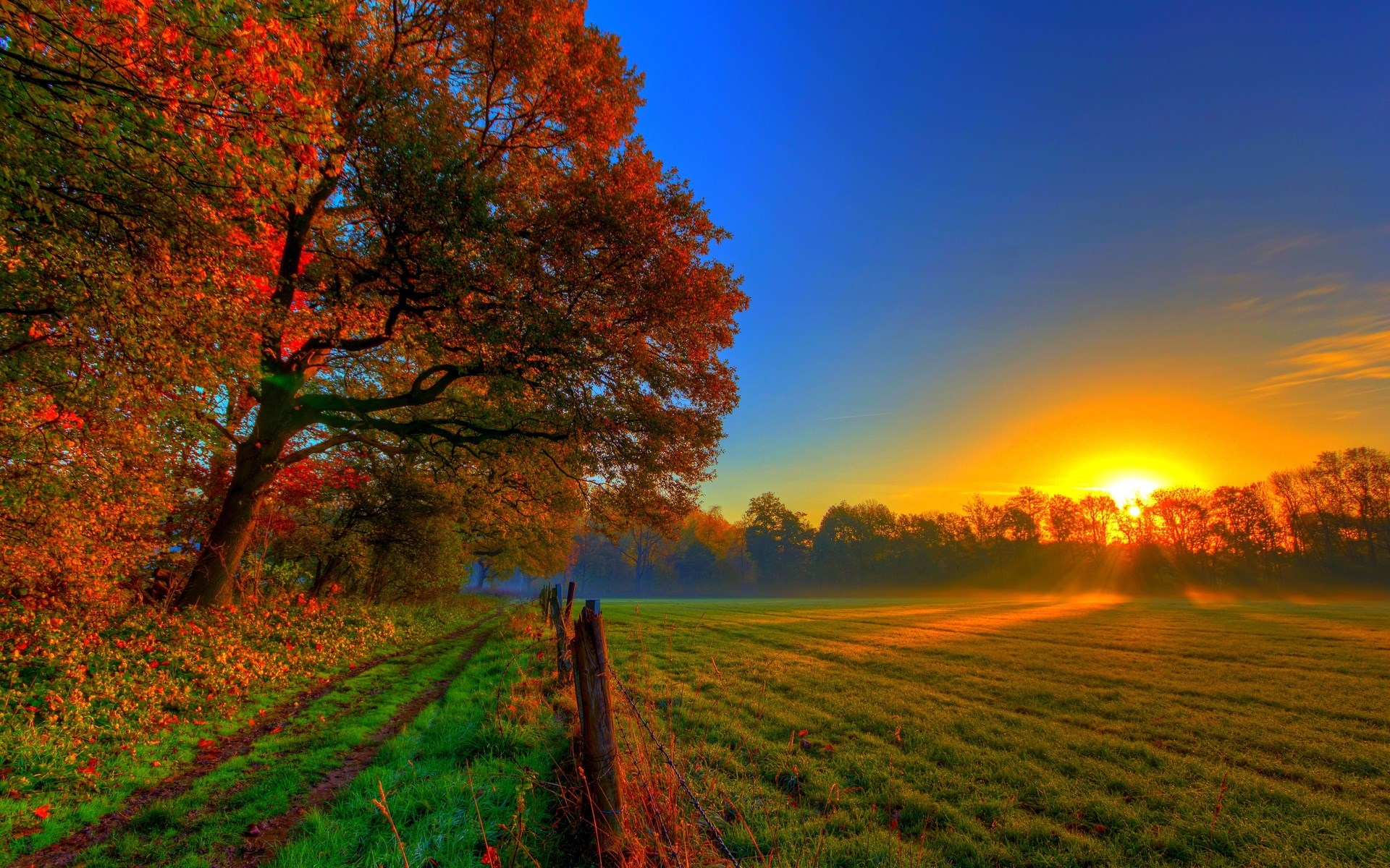 Autumn tree and field at sunrise HD Wallpaper