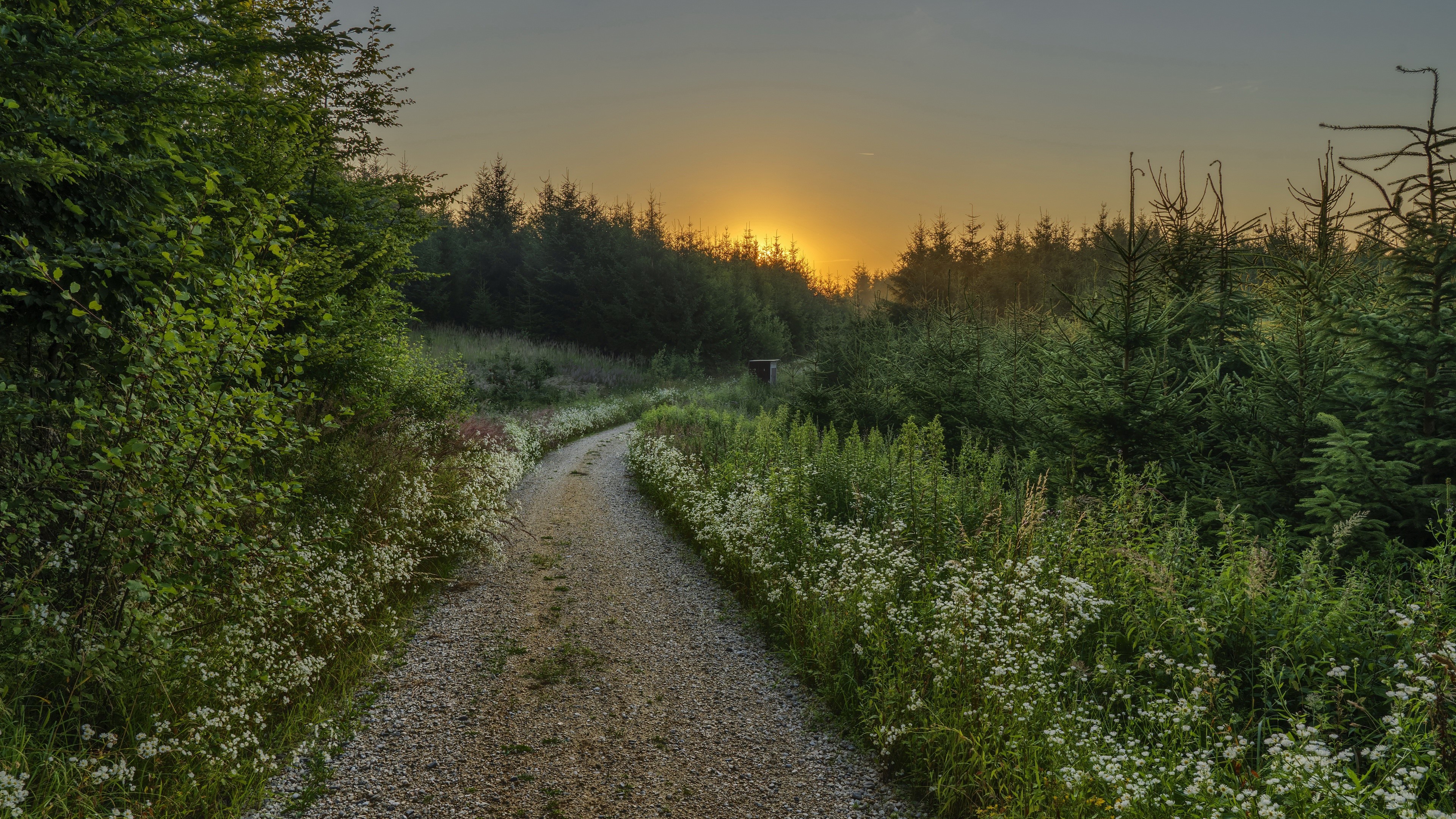 4K nature scene with dirt road and trees at sunset HD Wallpaper