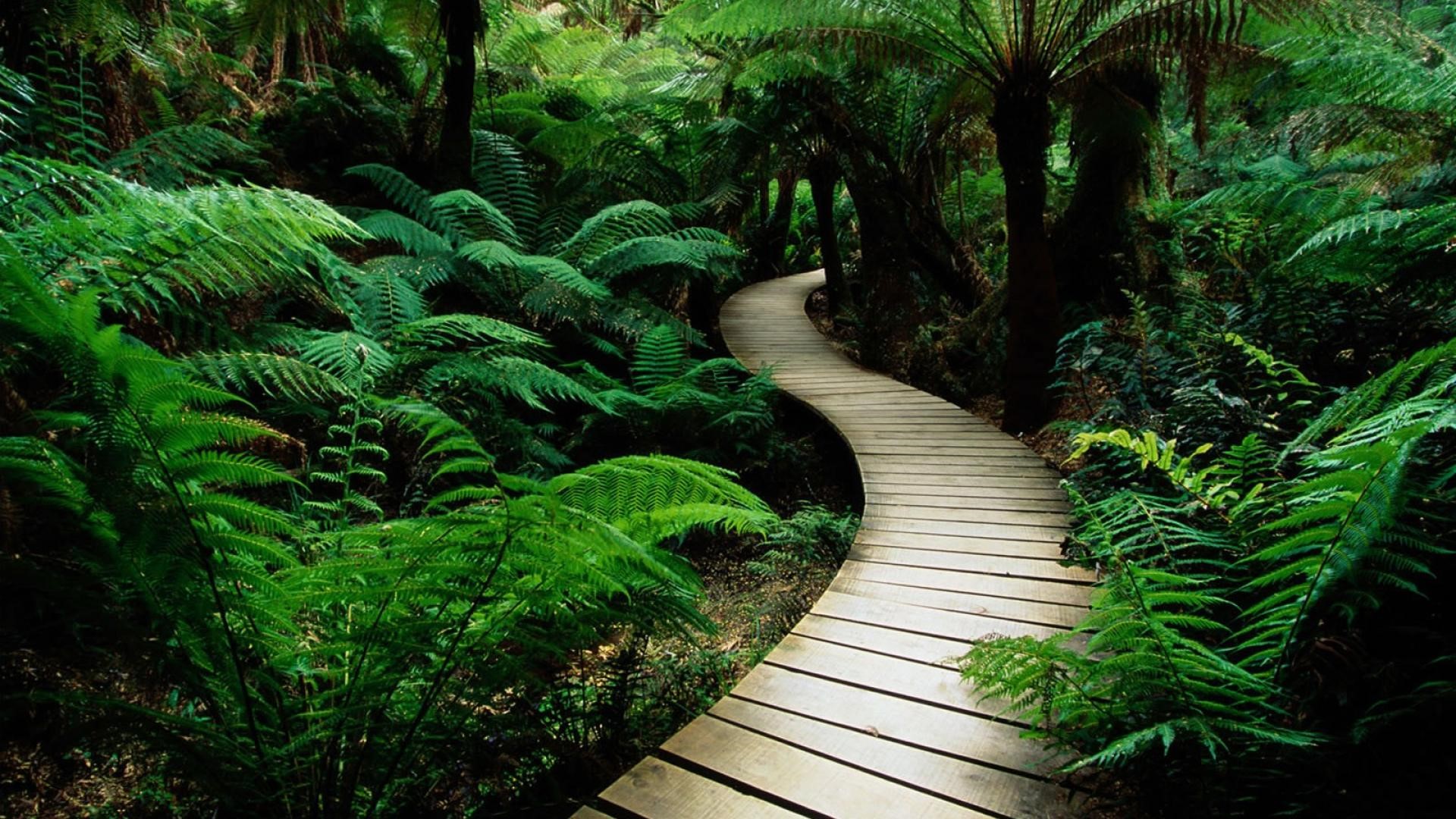Wooden walkway through a dense fern forest HD Wallpaper
