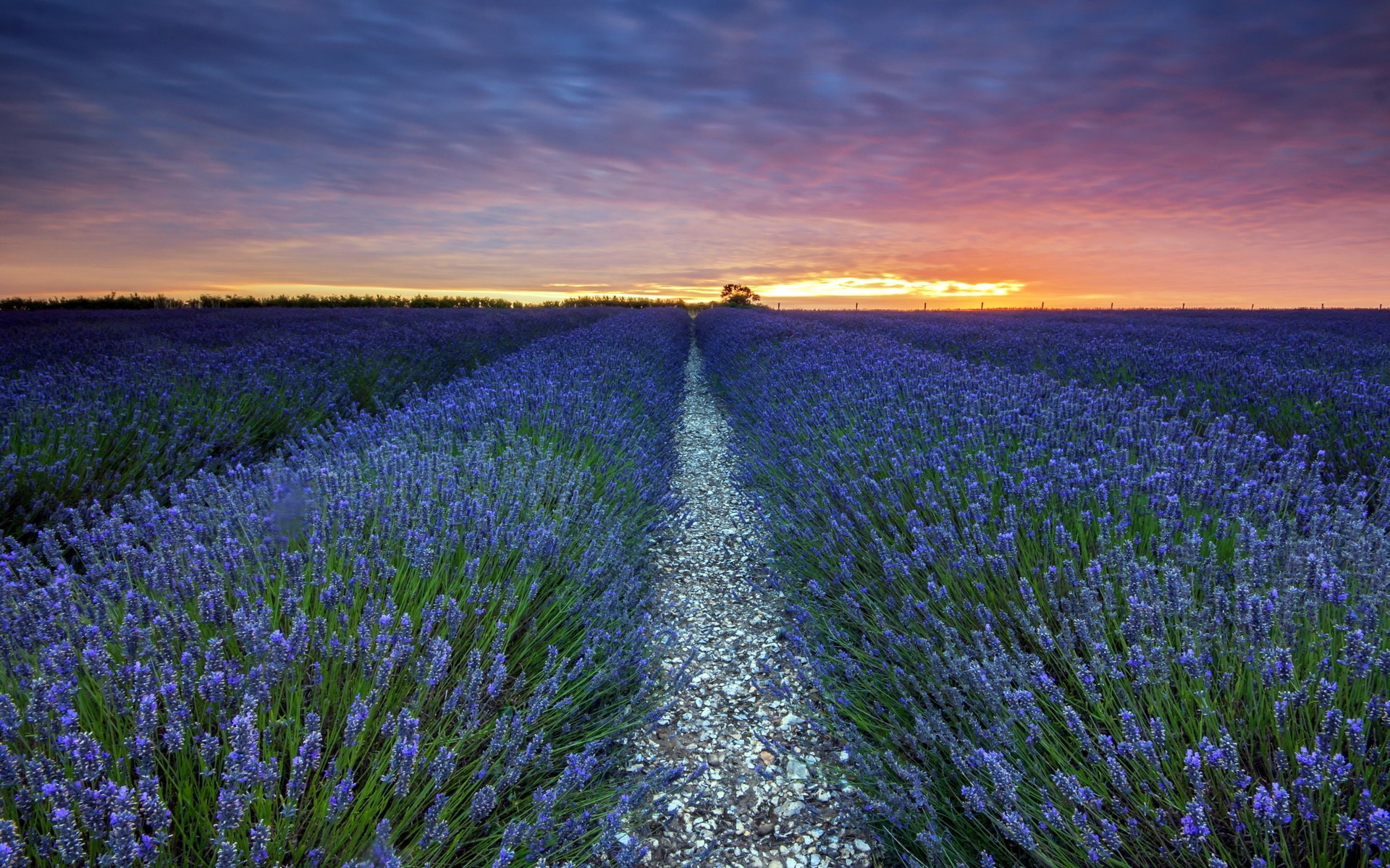 Lavender field at sunset with a path HD Wallpaper