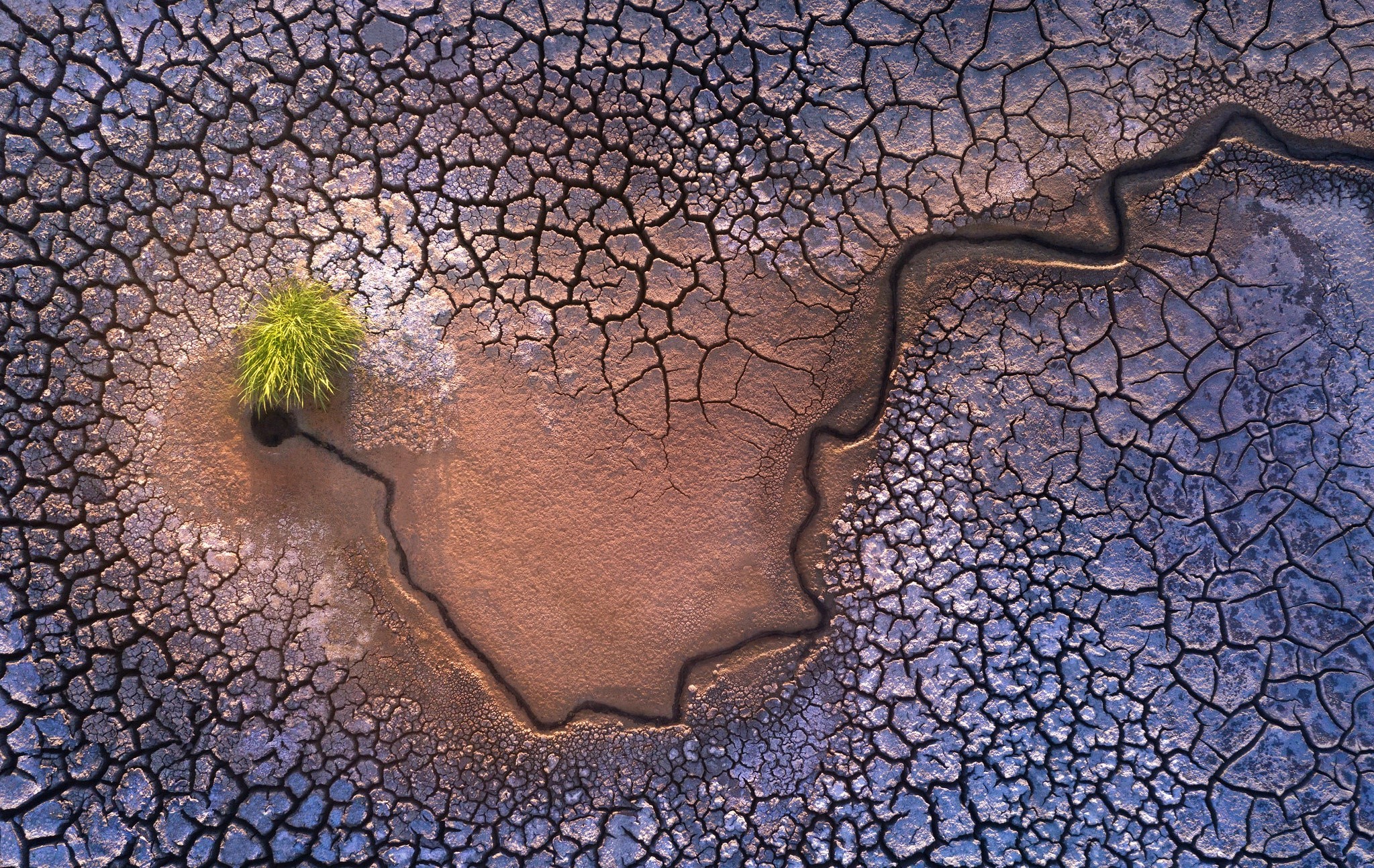 Cracked earth with a single green plant and water channel HD Wallpaper