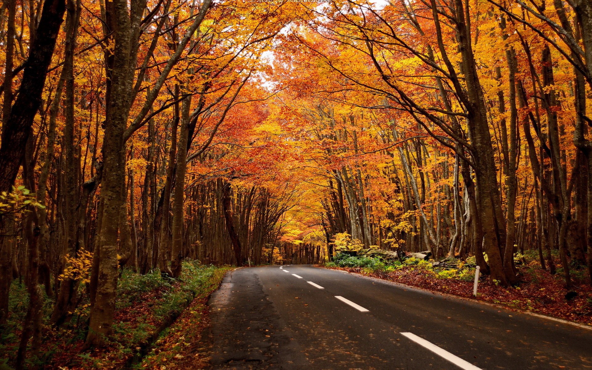 Road through an autumn forest with orange trees HD Wallpaper