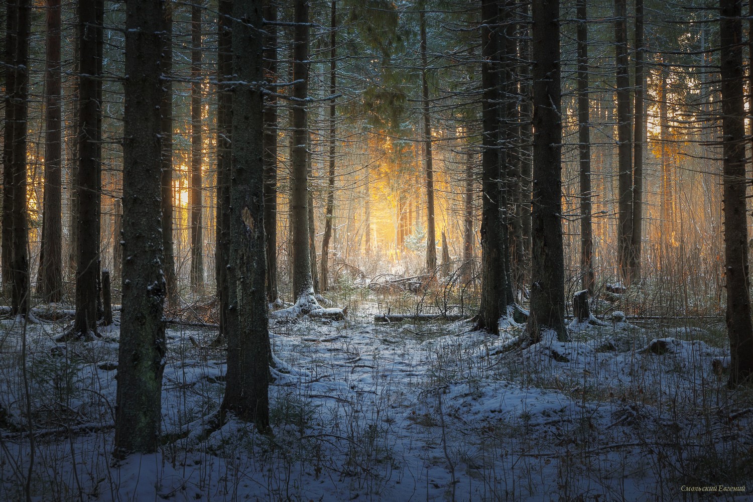 Forest with snow and sunlight by Evgeny Smolsky HD Wallpaper