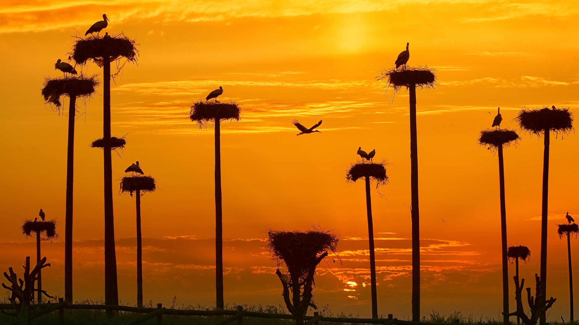 Storks nesting on poles at sunset HD Wallpaper