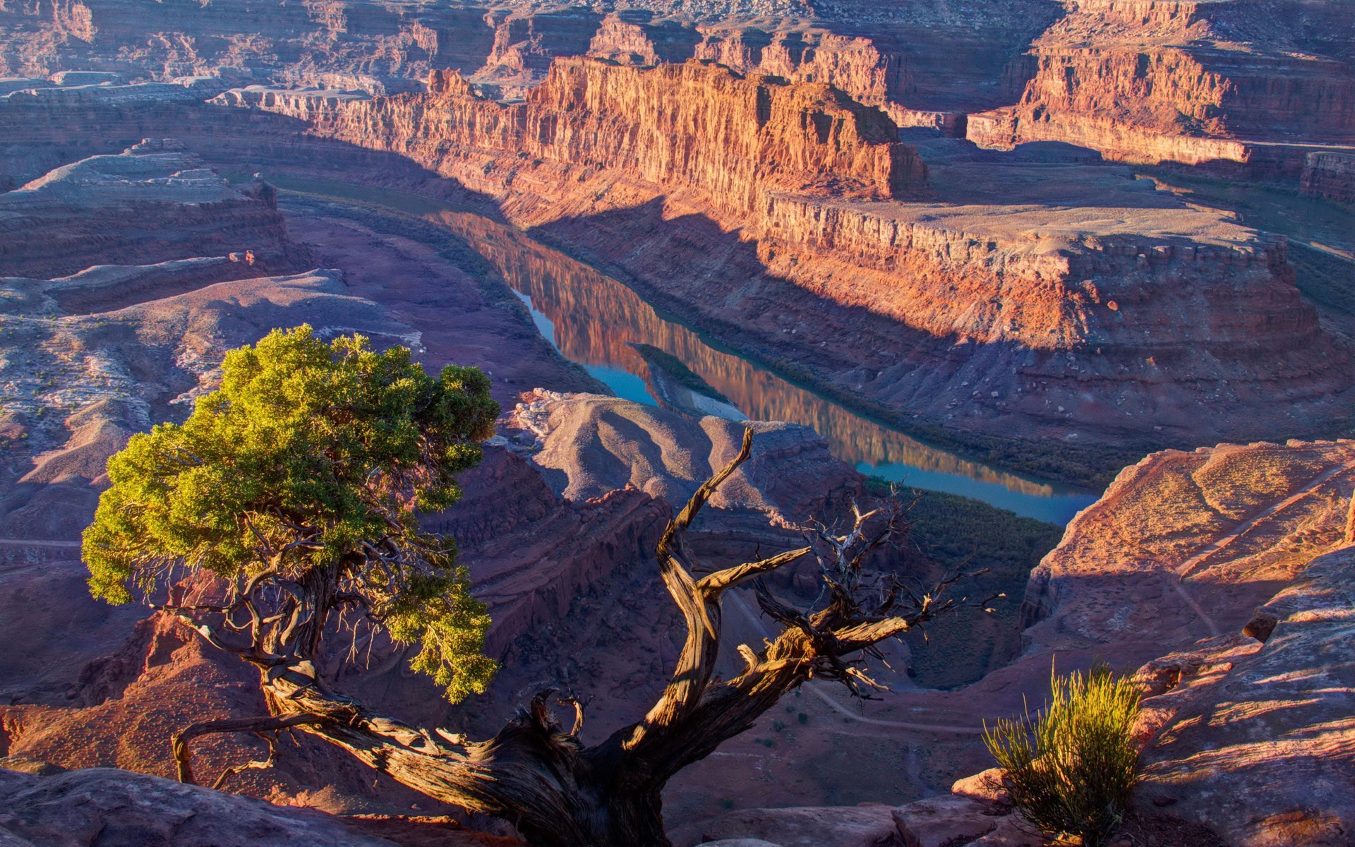 Canyon with river and tree at sunset HD Wallpaper