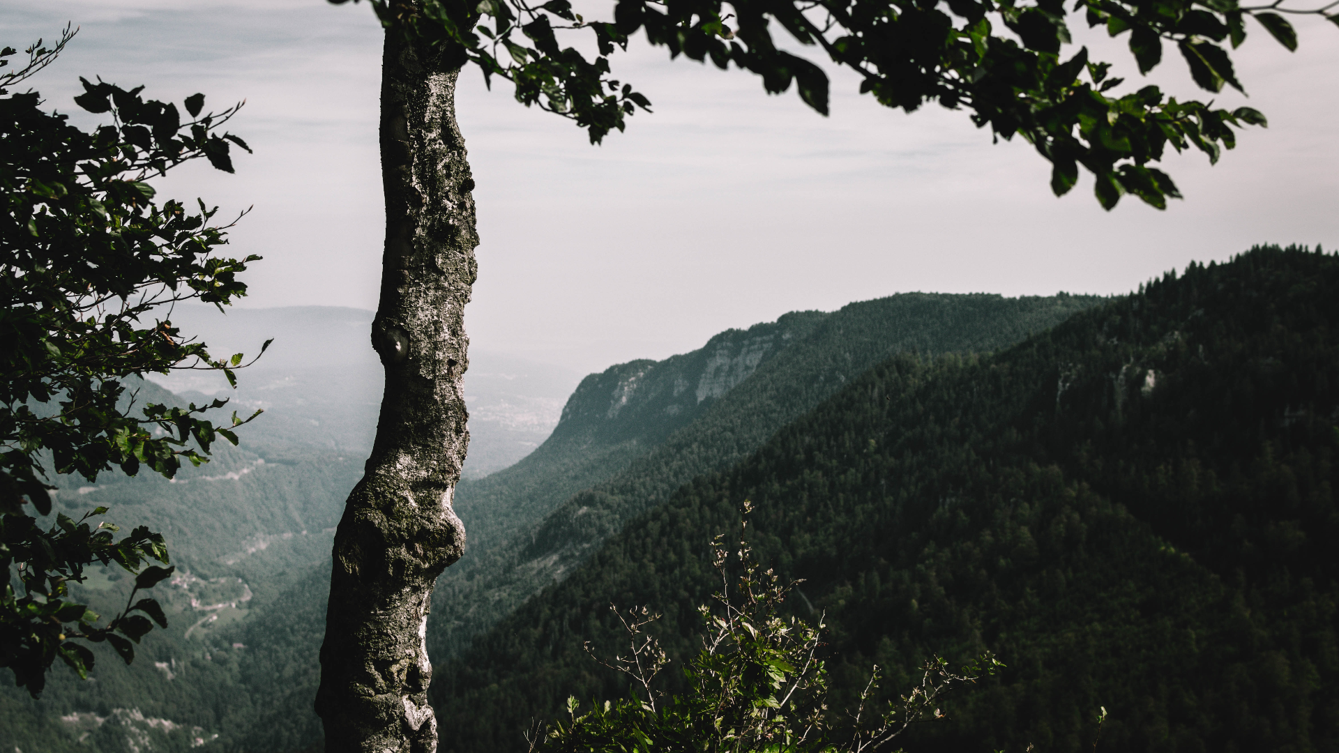 Tree trunk in foreground with forested mountains in background HD Wallpaper