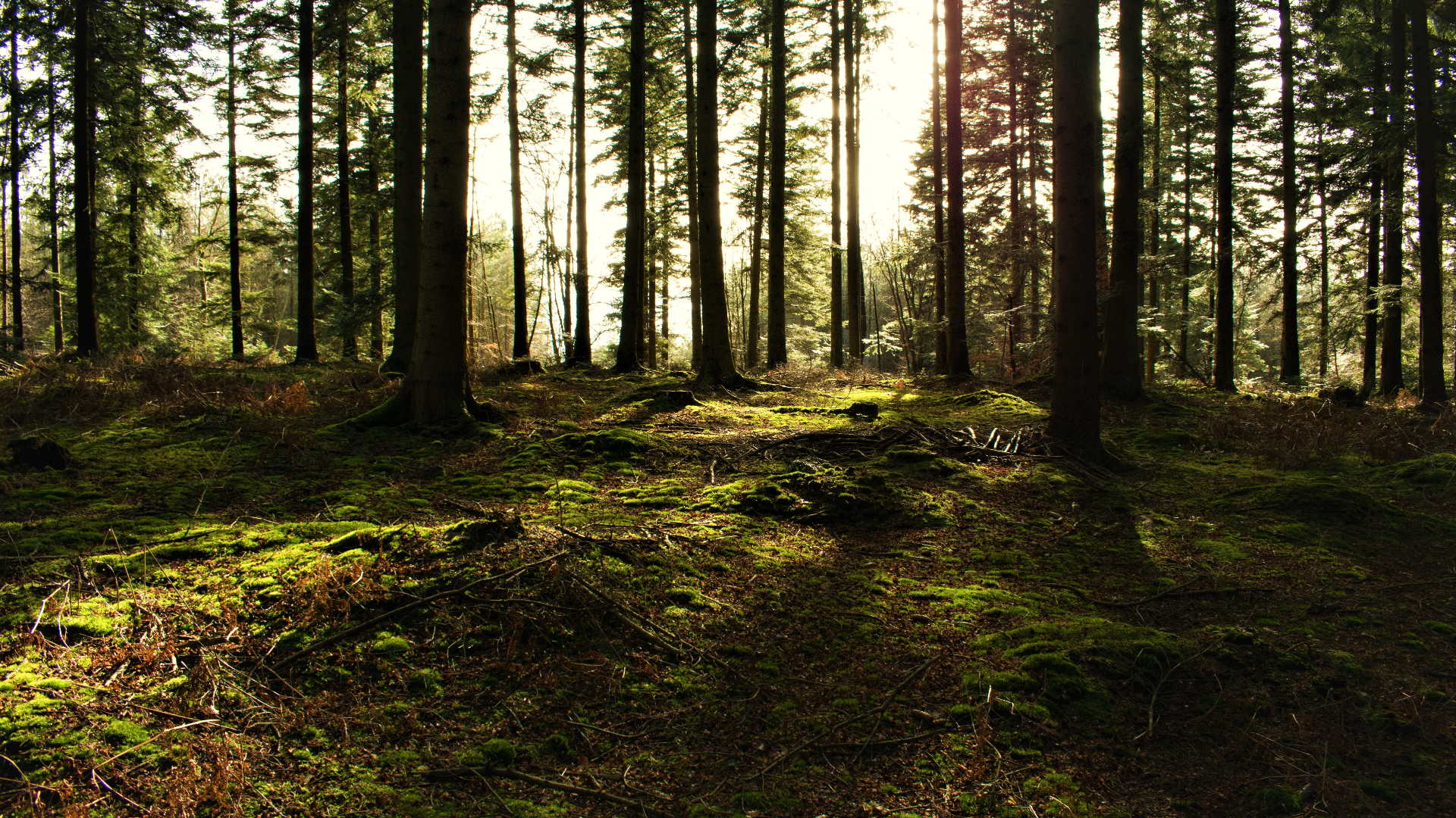 Sunlight filtering through a dense conifer forest with mossy ground HD Wallpaper