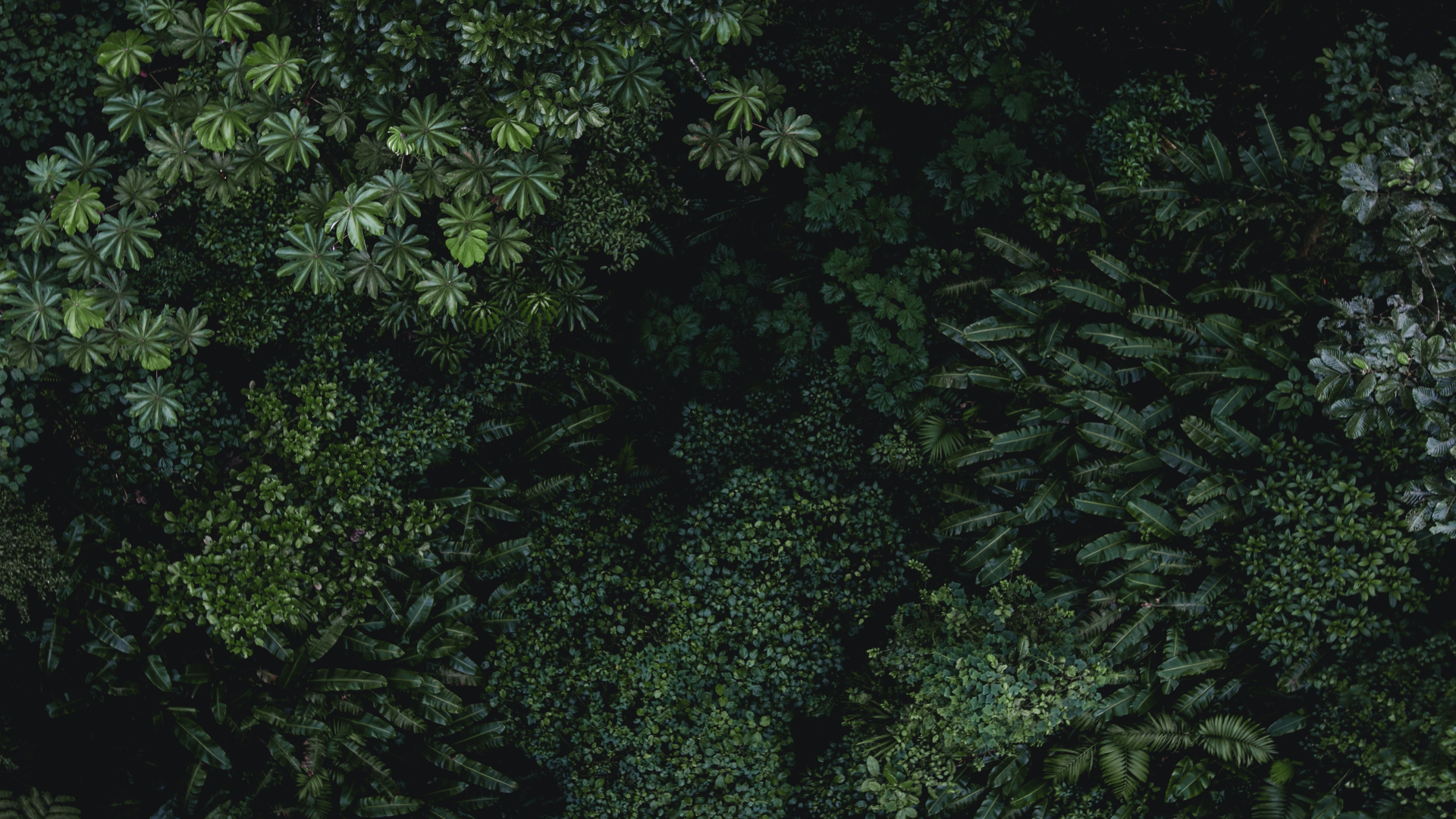 Aerial view of dense rainforest foliage in Costa Rica HD Wallpaper
