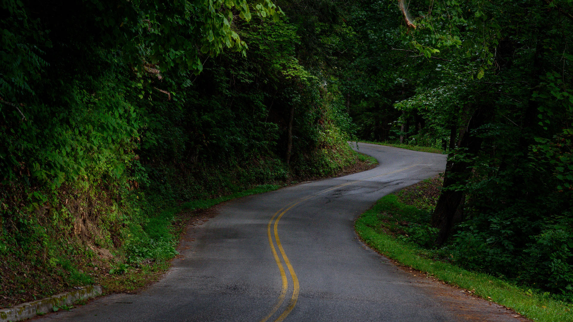Winding road through a dense forest in Tennessee, USA HD Wallpaper
