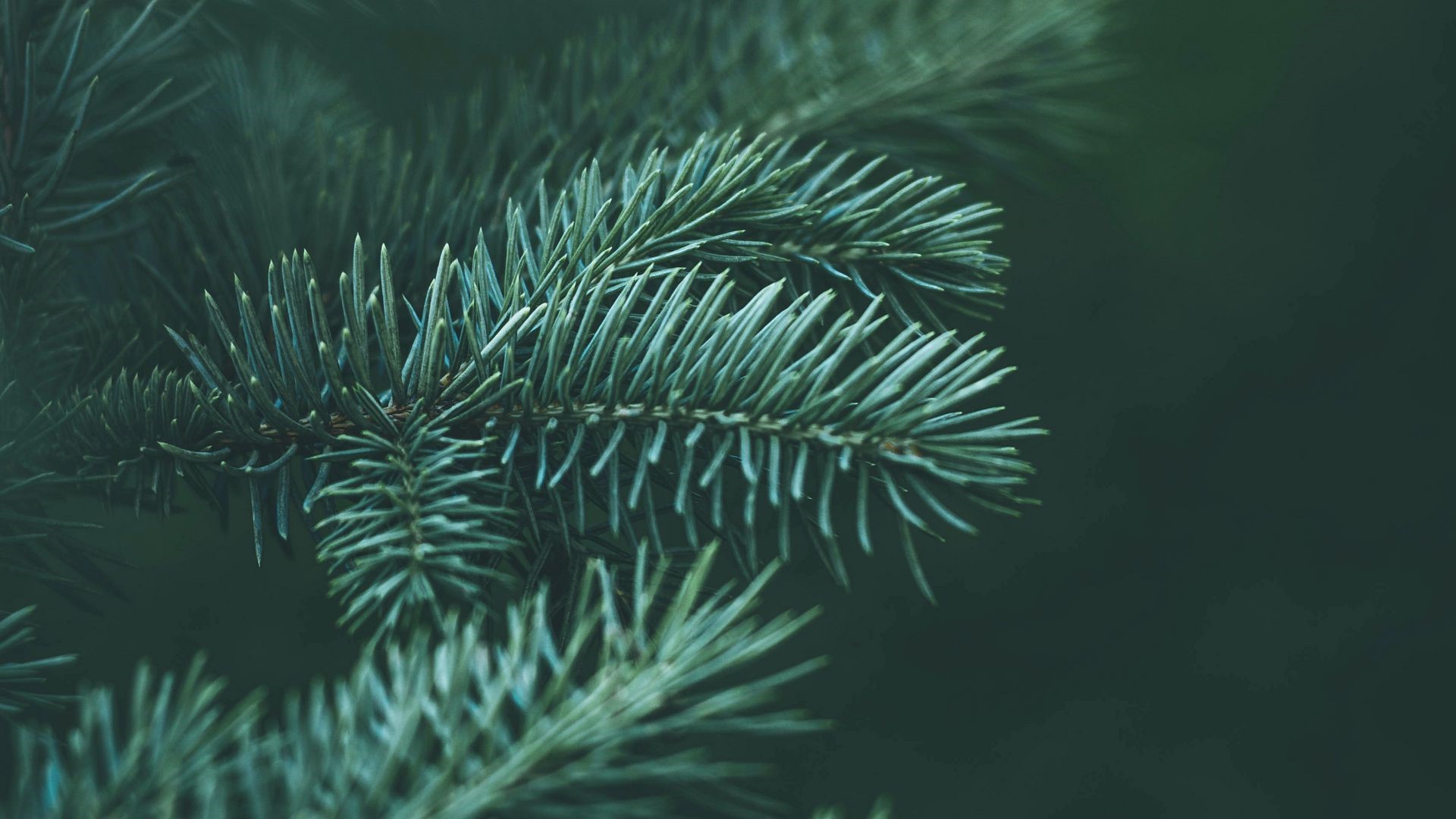Close-up of green spruce tree needles HD Wallpaper