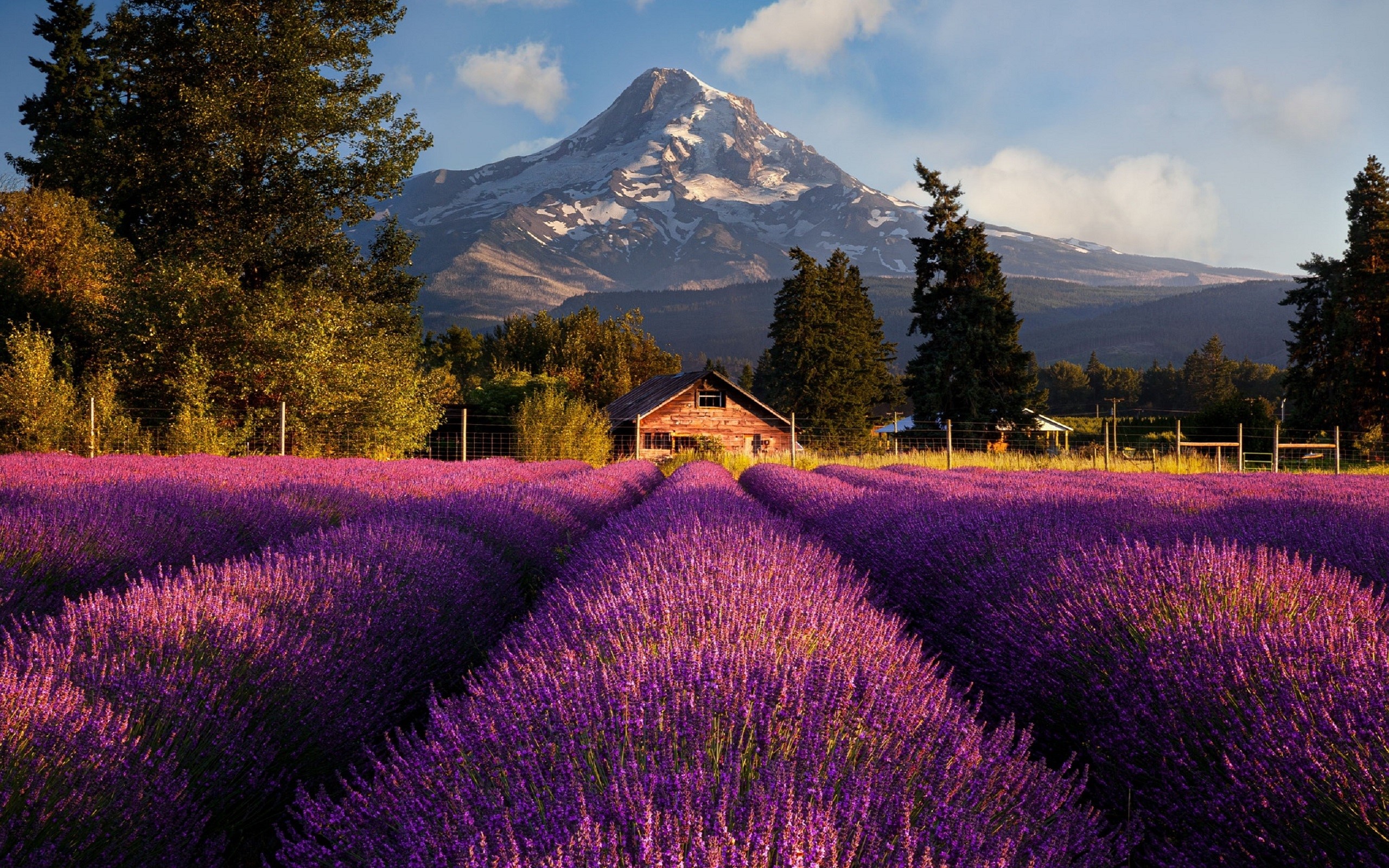 Lavender field with barn and snow-capped mountain HD Wallpaper