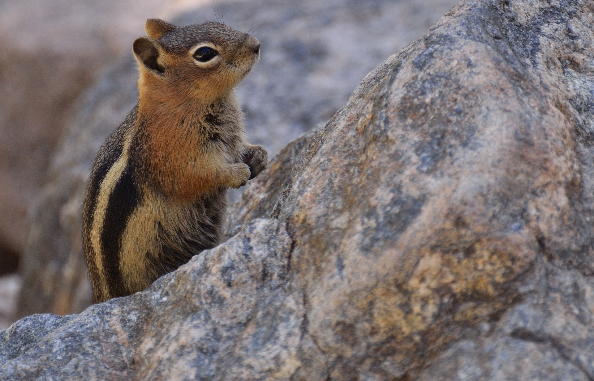 Chipmunk on a rock HD Wallpaper