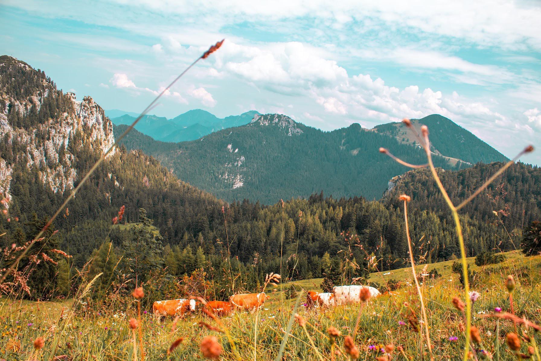 Cows grazing in a mountain landscape with trees and clouds HD Wallpaper