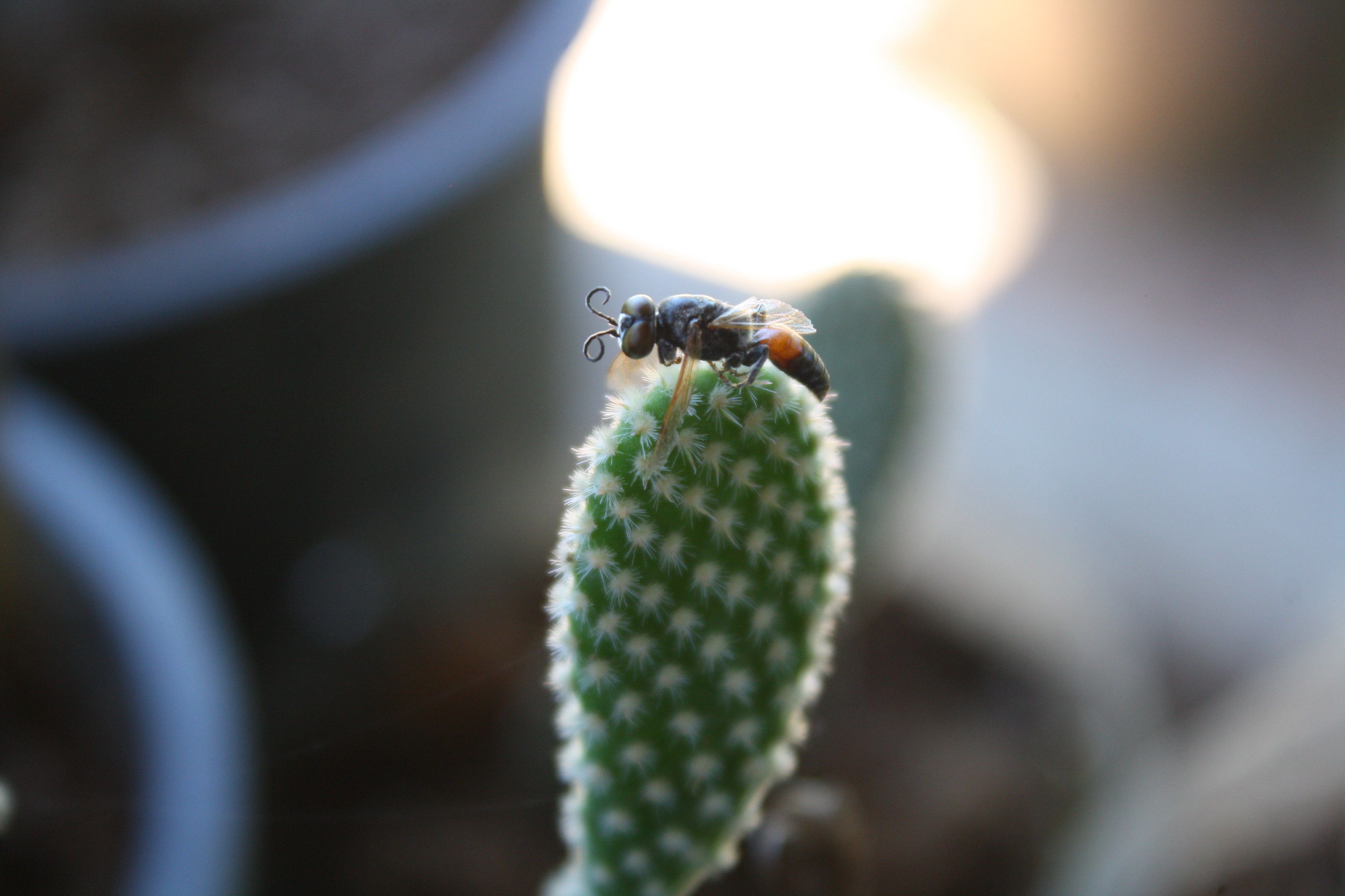 Insect on a cactus HD Wallpaper
