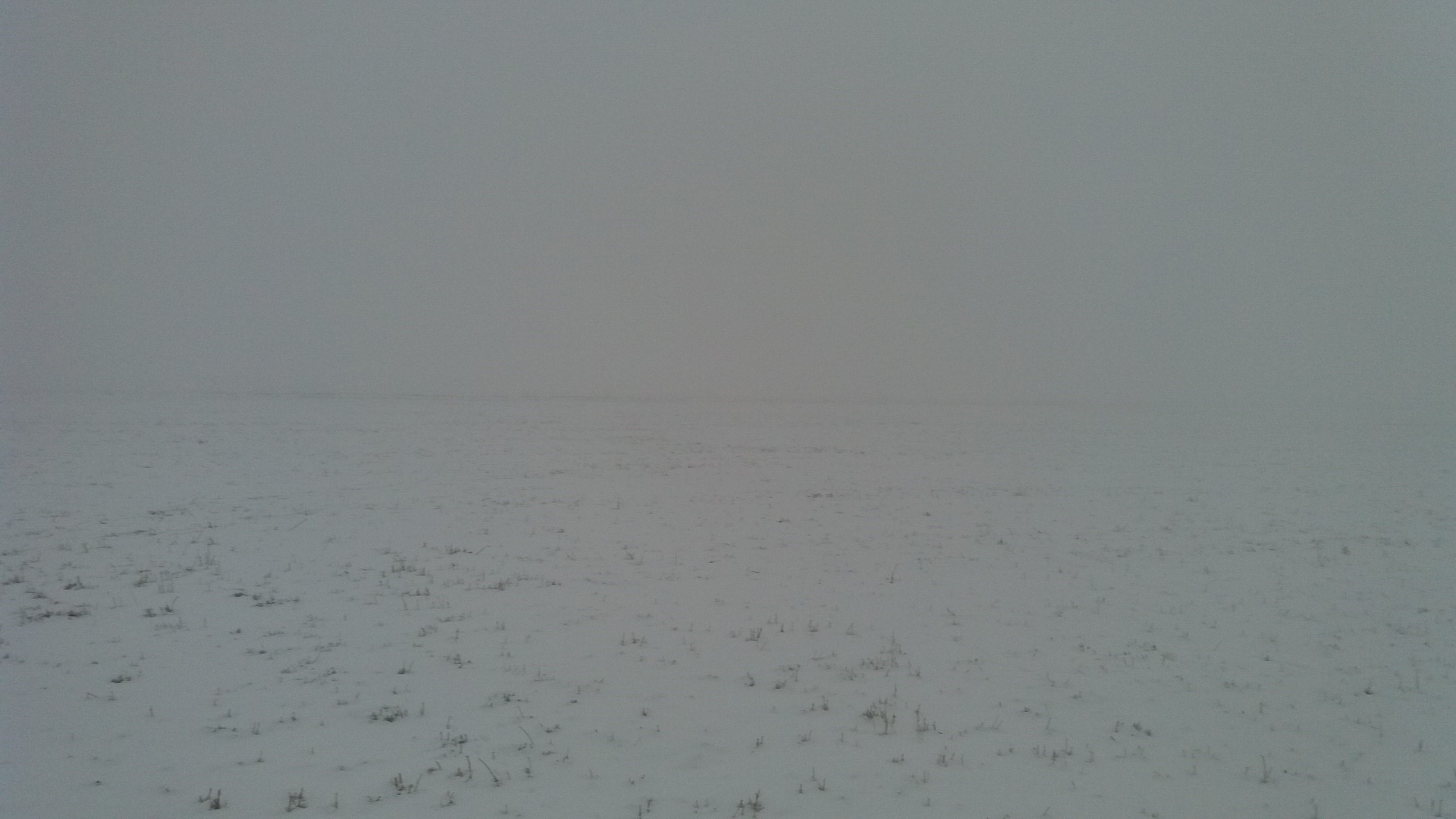 Snow covered field in mist HD Wallpaper
