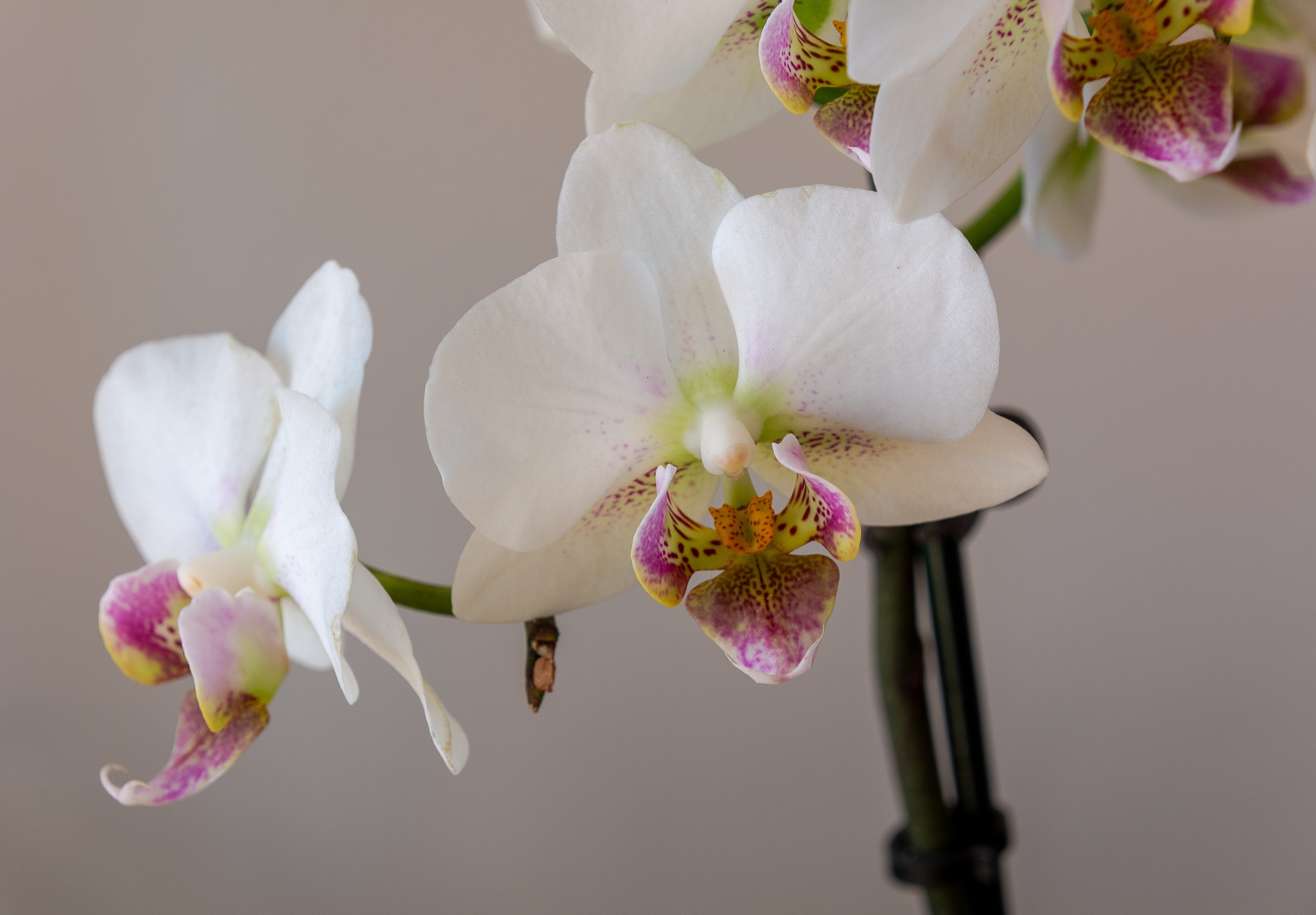 4K white orchids HD Wallpaper