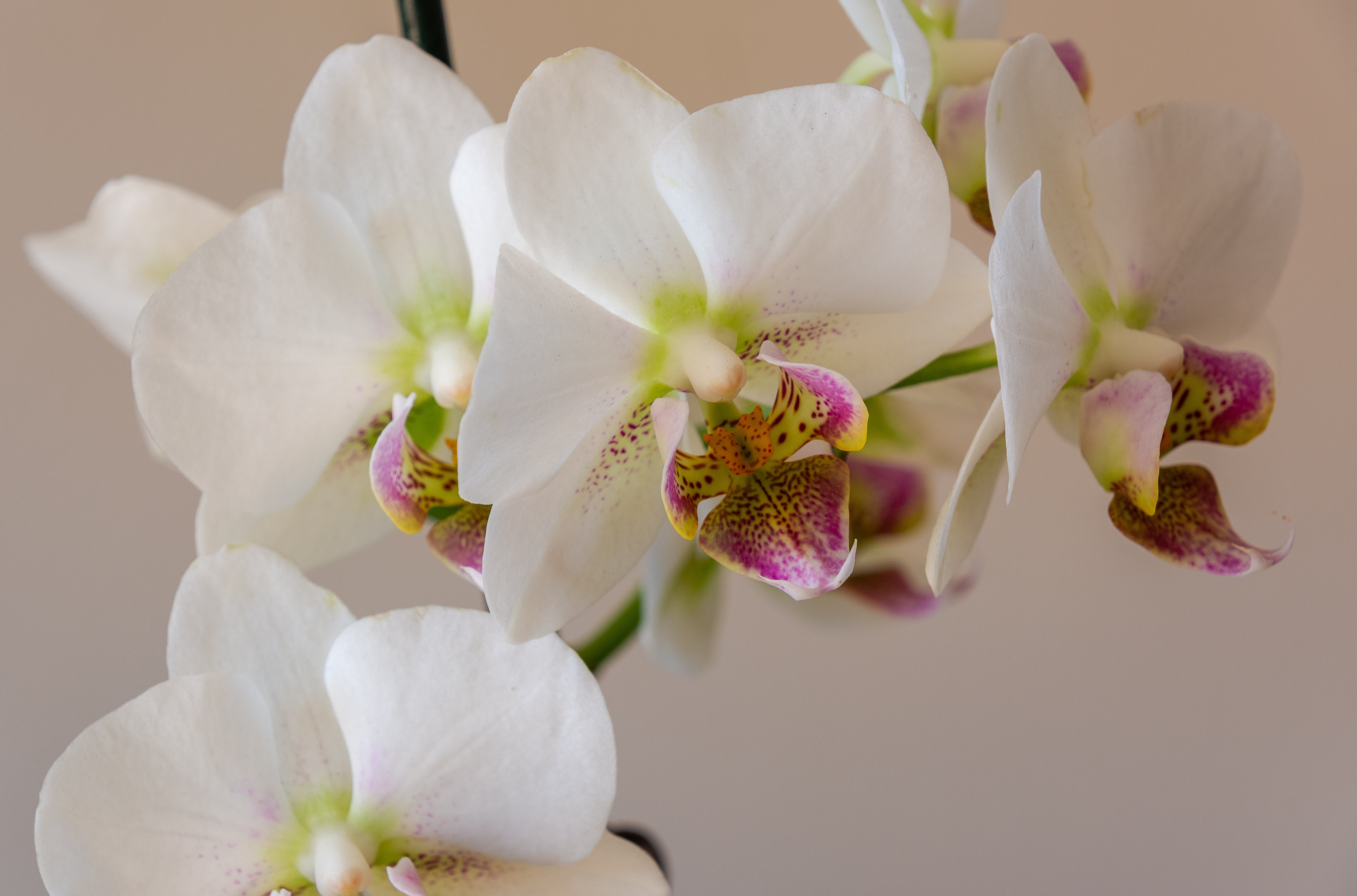 4K White Orchids HD Wallpaper