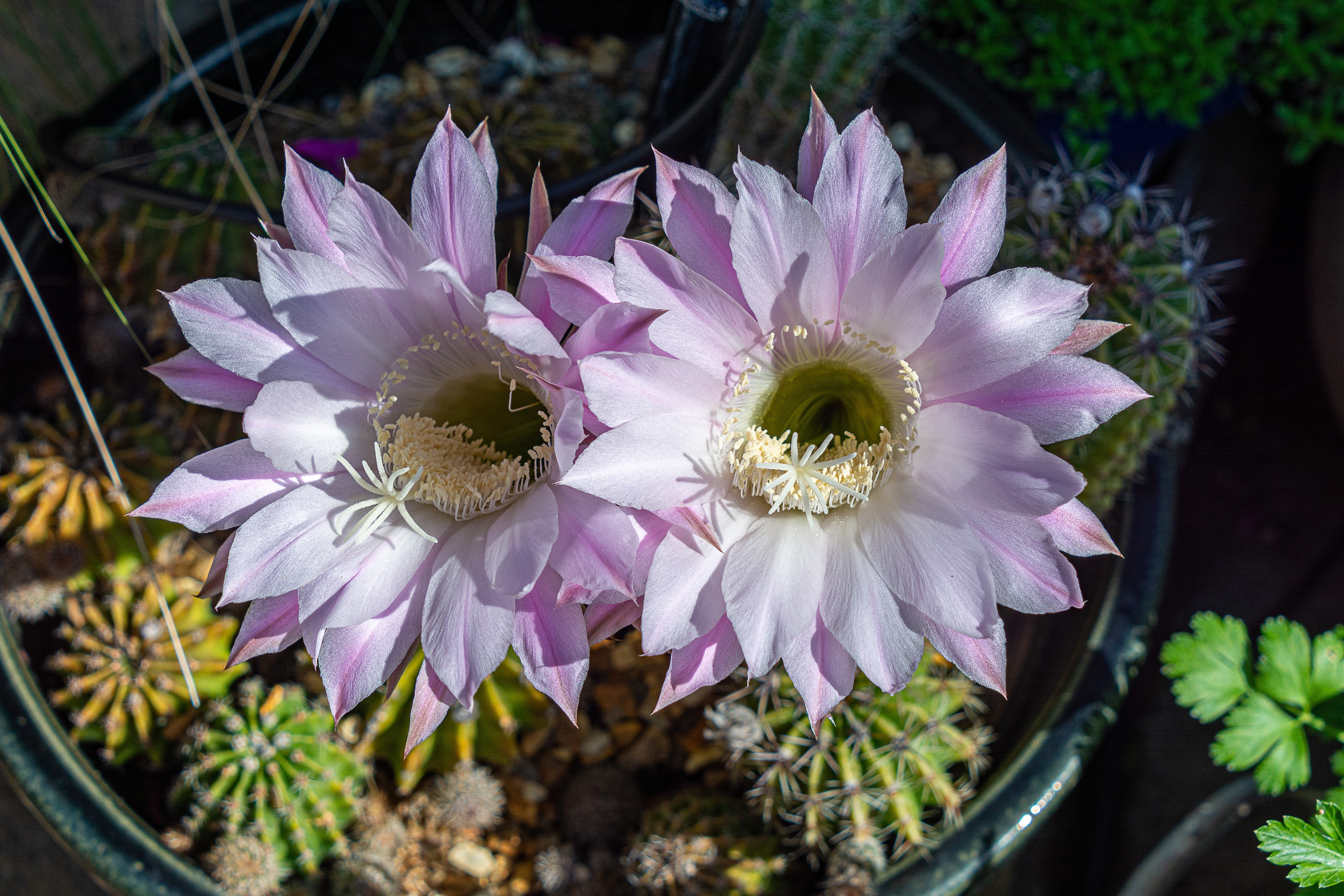 Two pink cactus flowers blooming HD Wallpaper