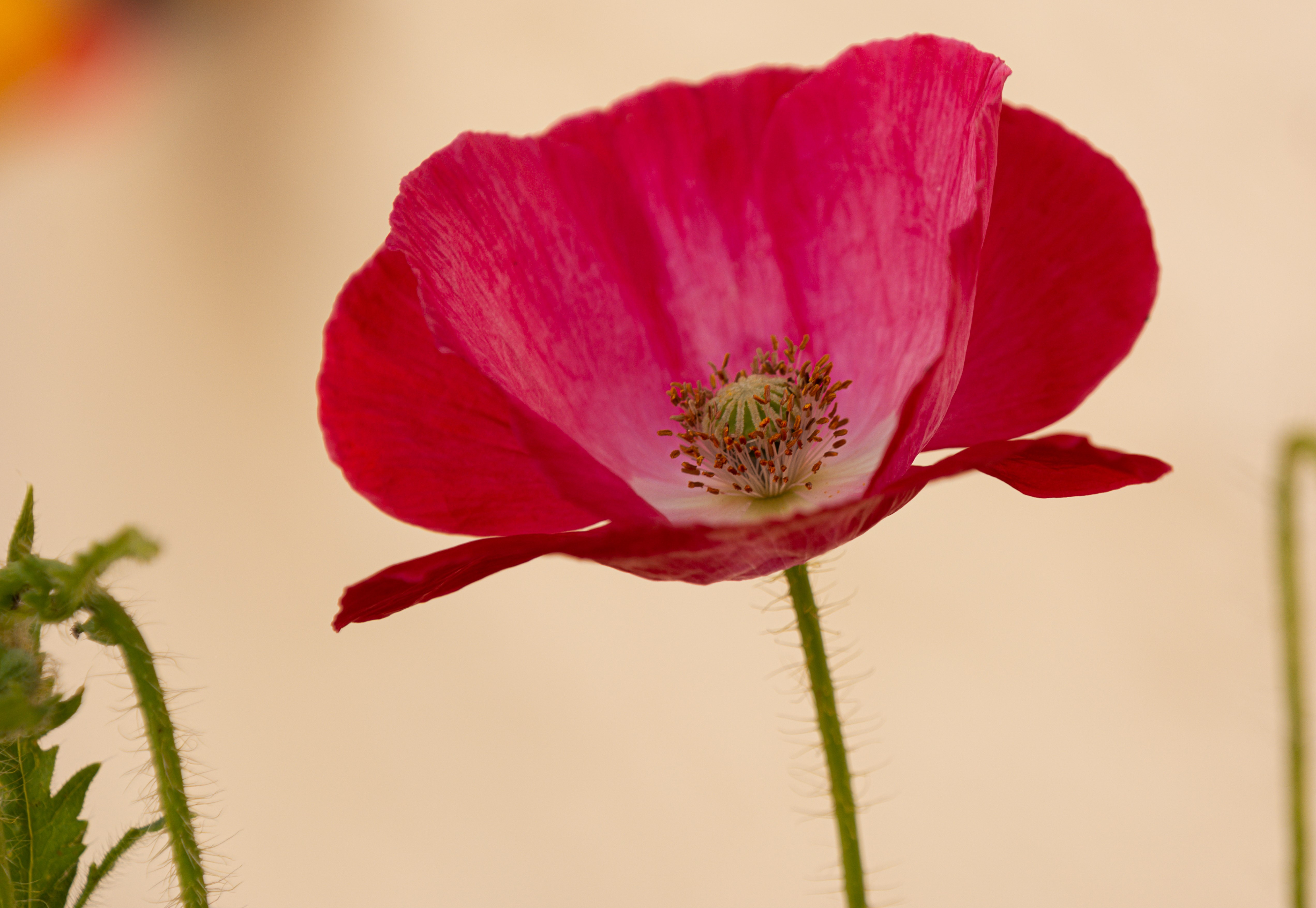 Pink poppy flower with green bud HD Wallpaper