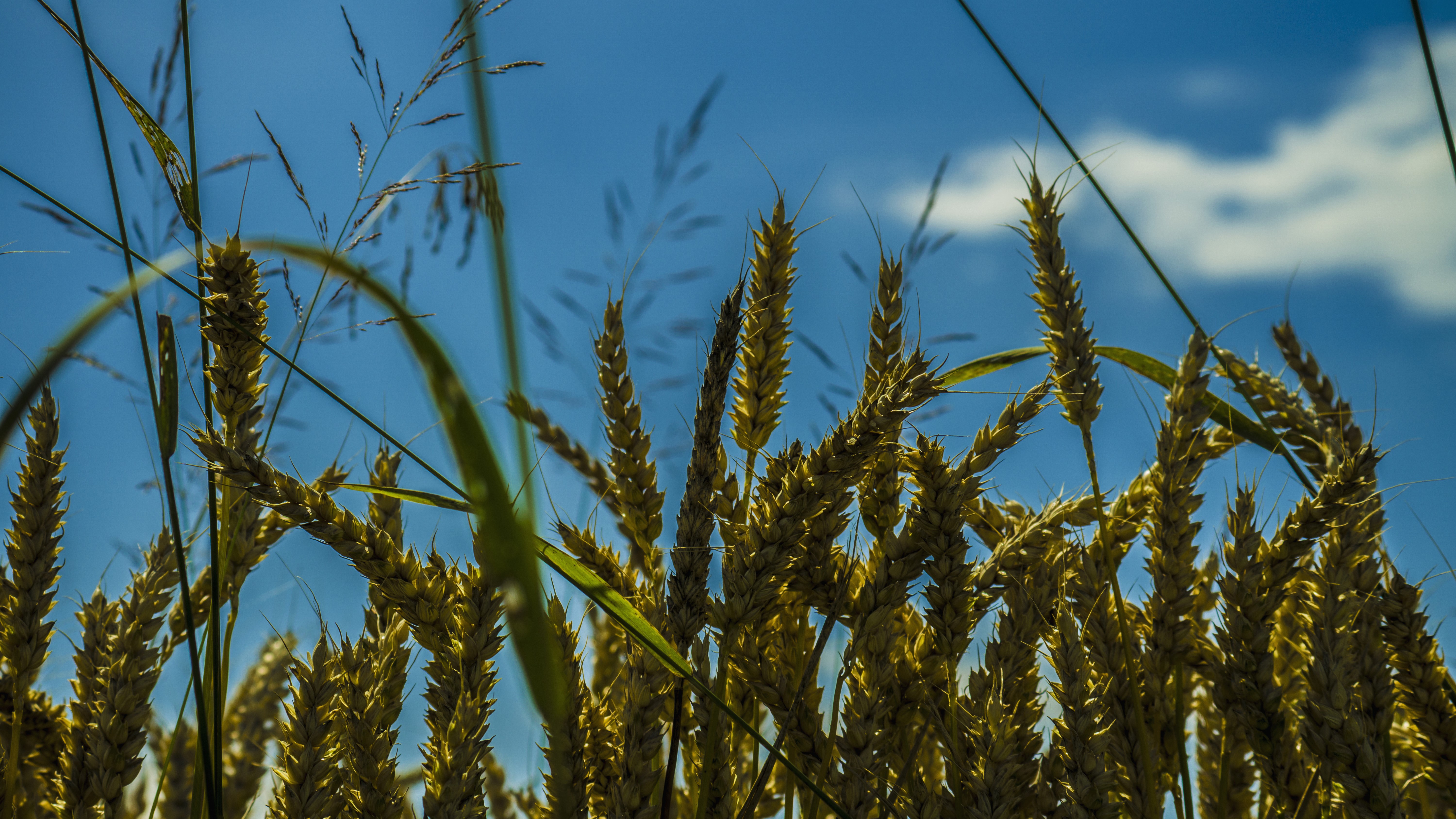 Wheat field against blue sky with clouds HD Wallpaper