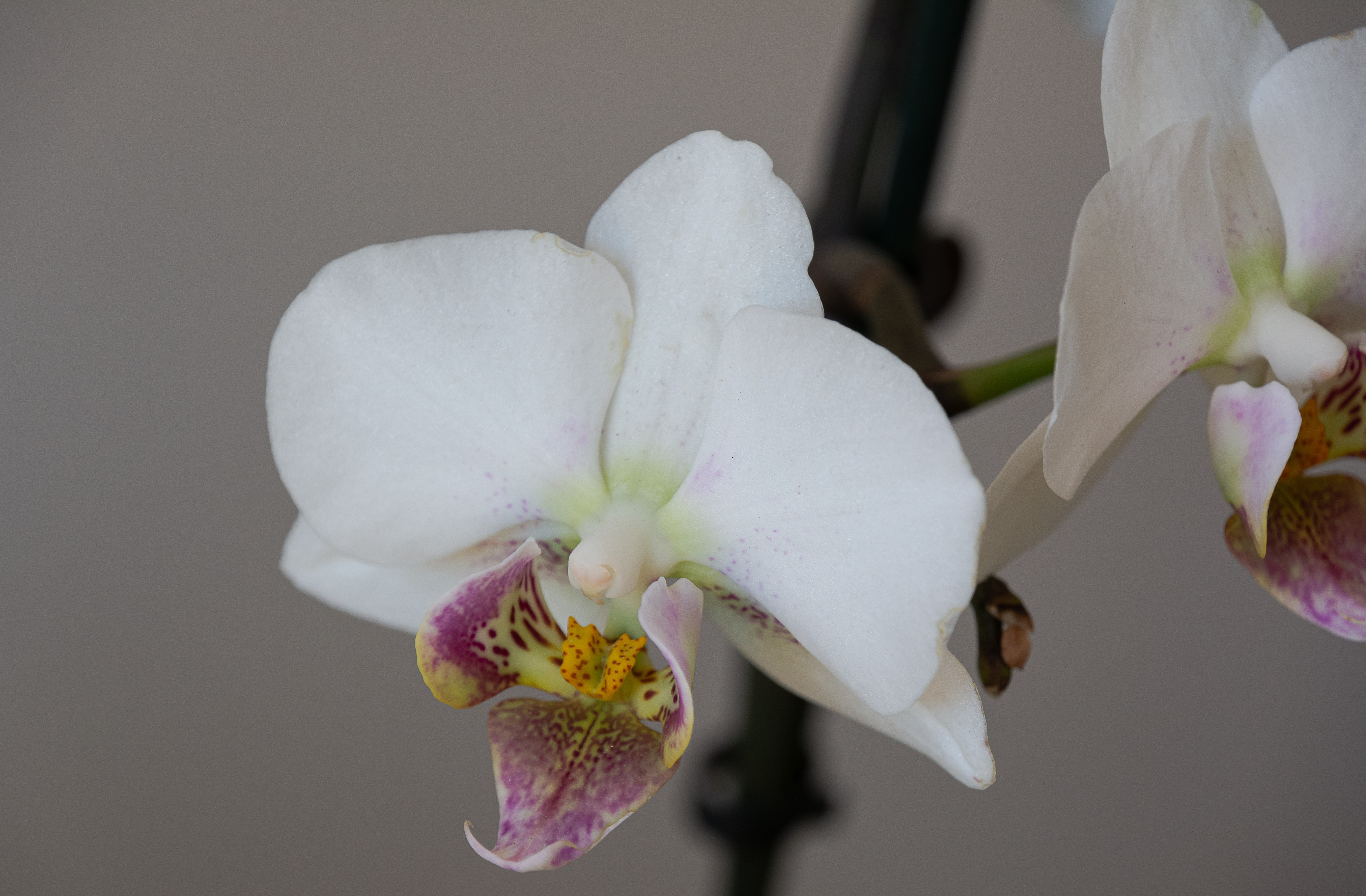 4K orchids flowers plants HD Wallpaper