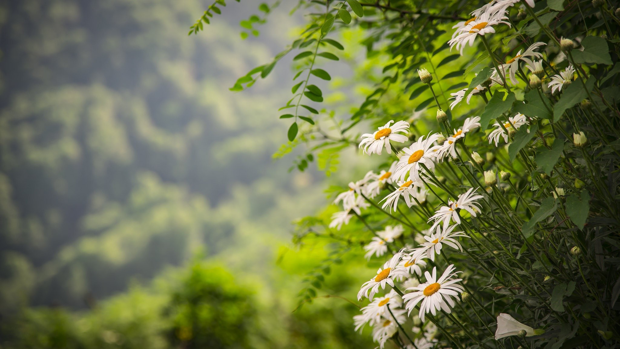 White daisies blooming in a green forest HD Wallpaper