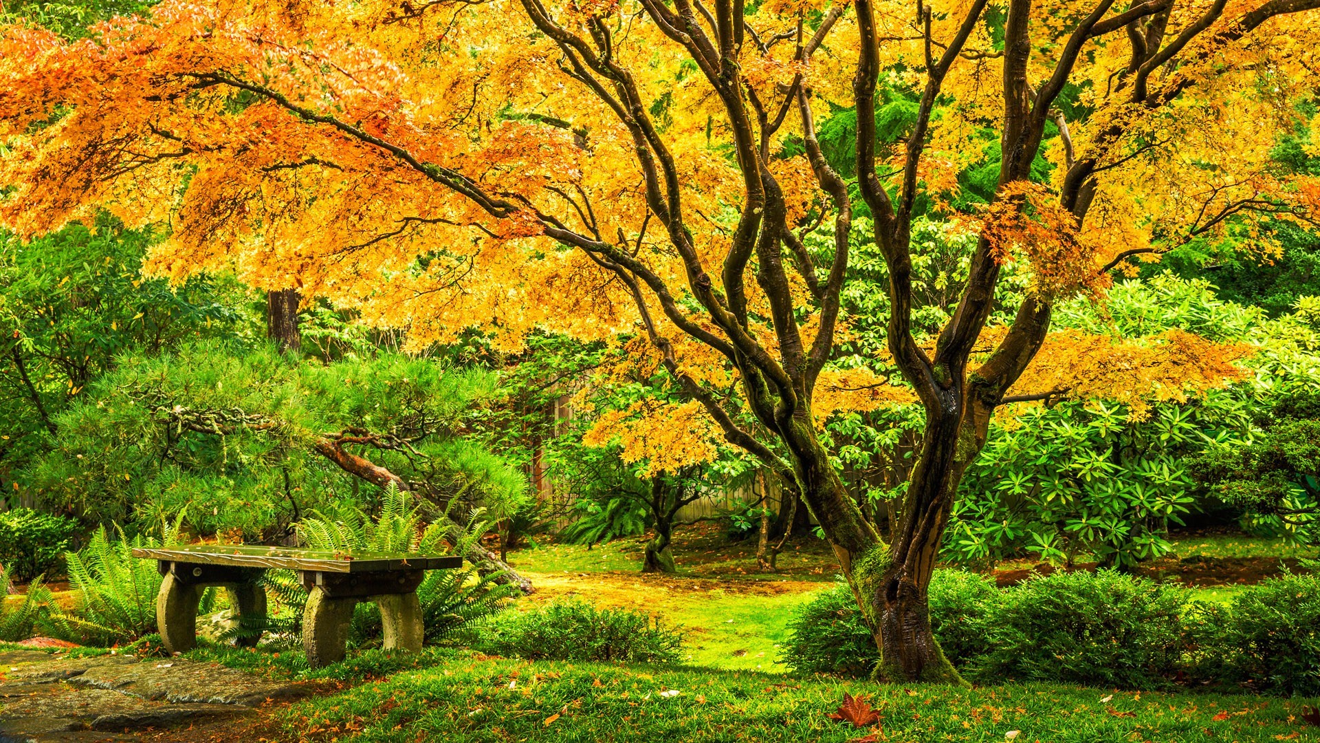 Japanese maple tree with golden leaves and stone bench in a garden HD Wallpaper