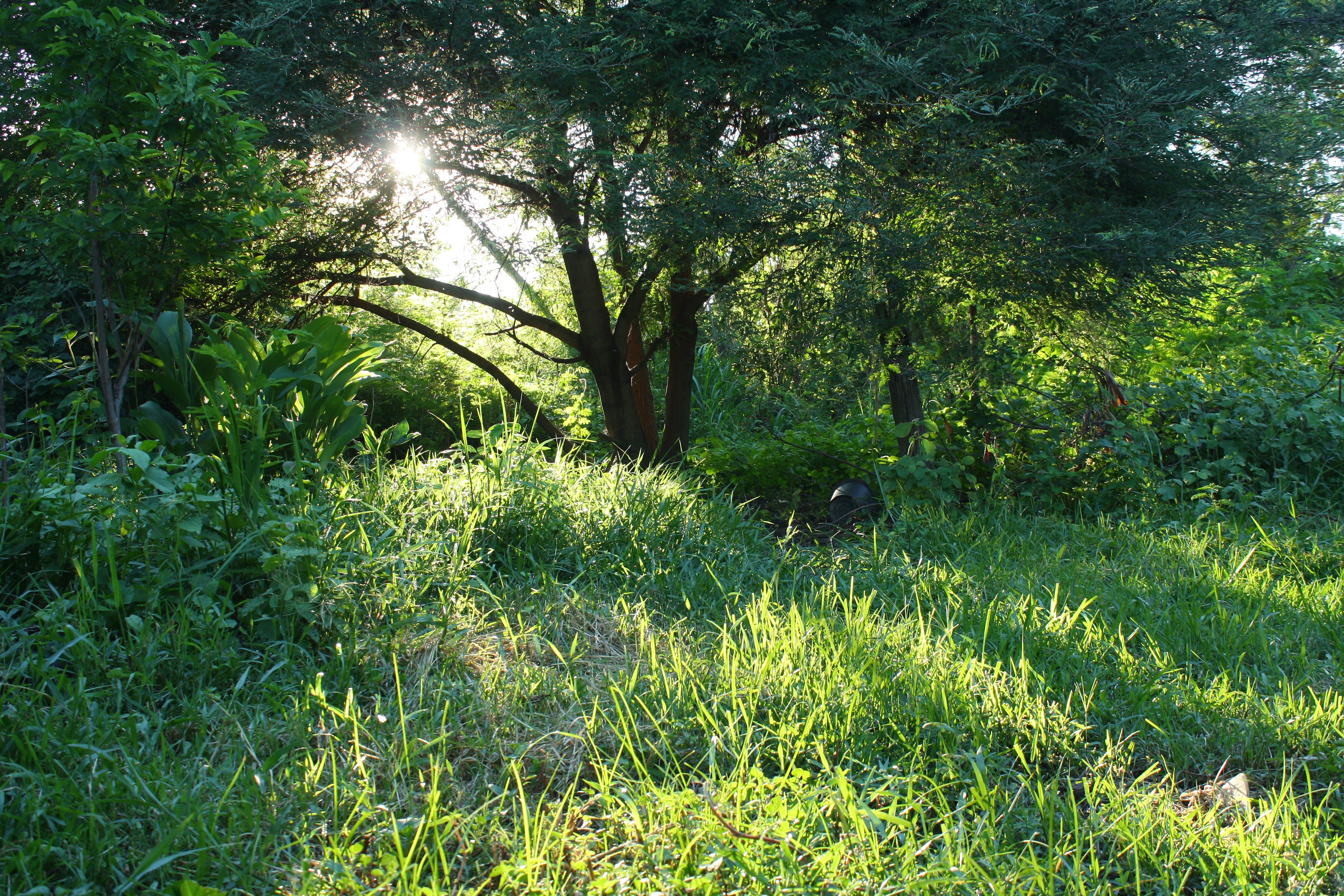 Sunlight filtering through trees in a forest HD Wallpaper