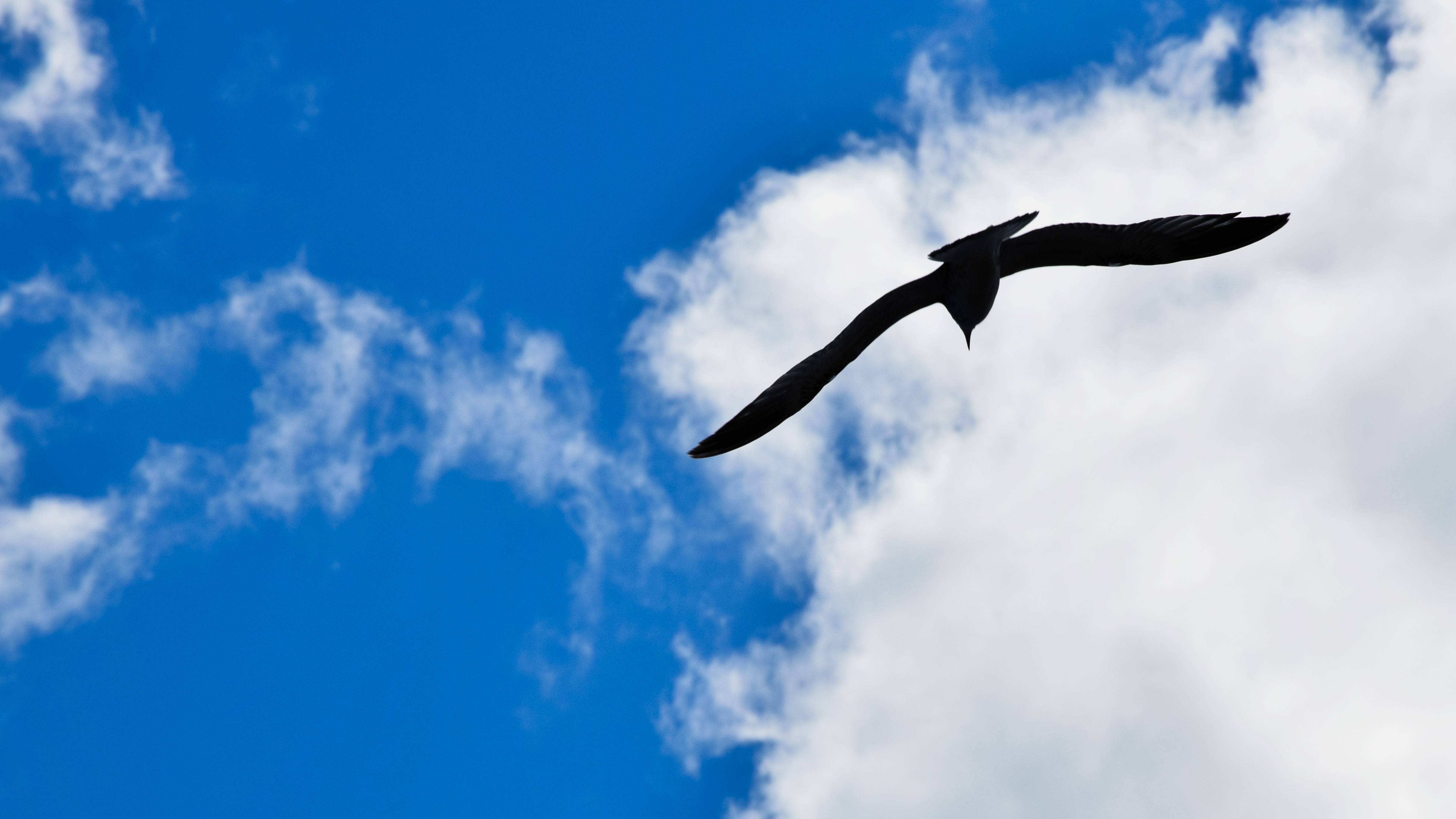 Silhouette of a seagull flying against a blue sky with clouds HD Wallpaper