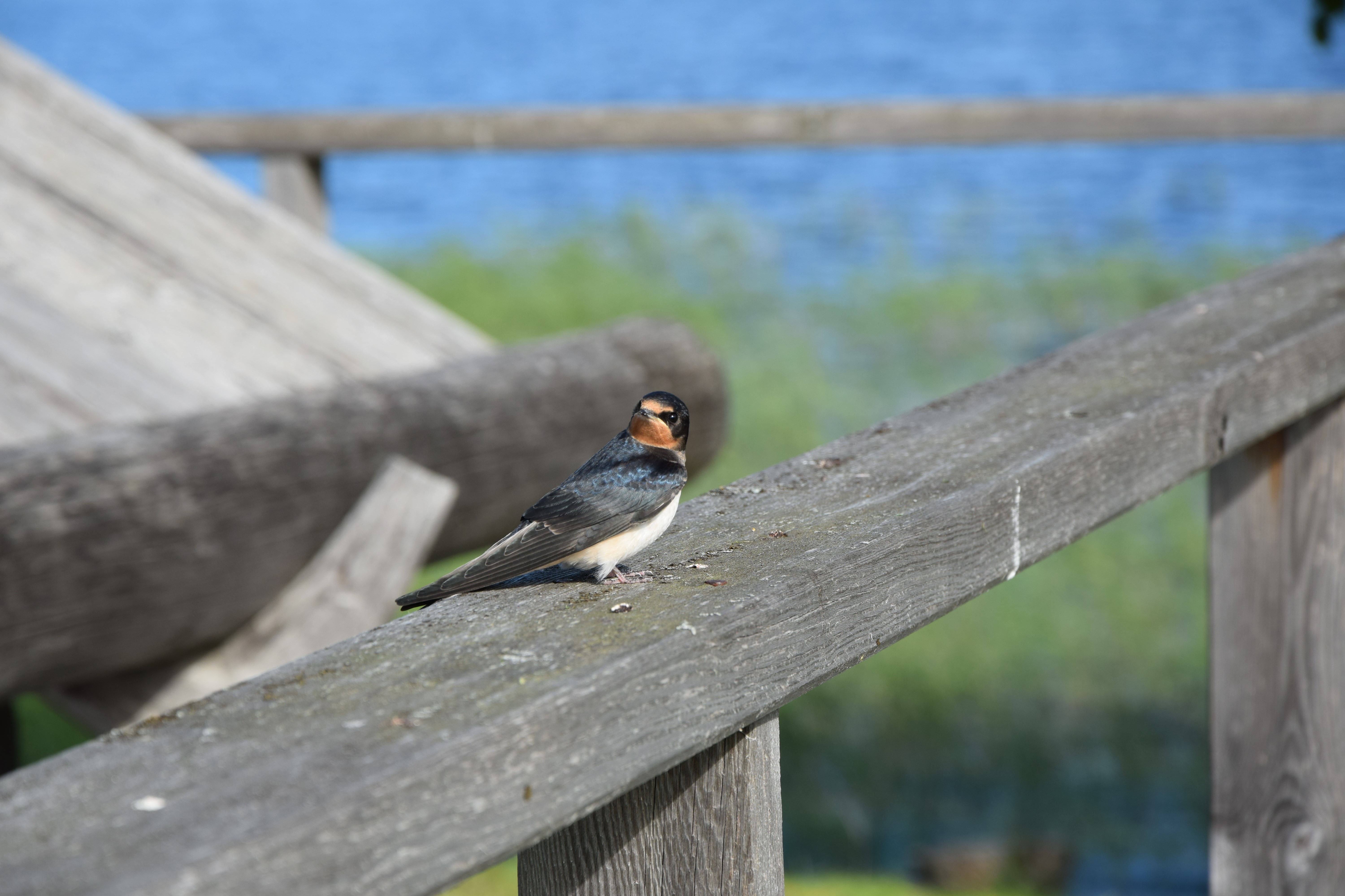 A swallow perched on a wooden railing HD Wallpaper